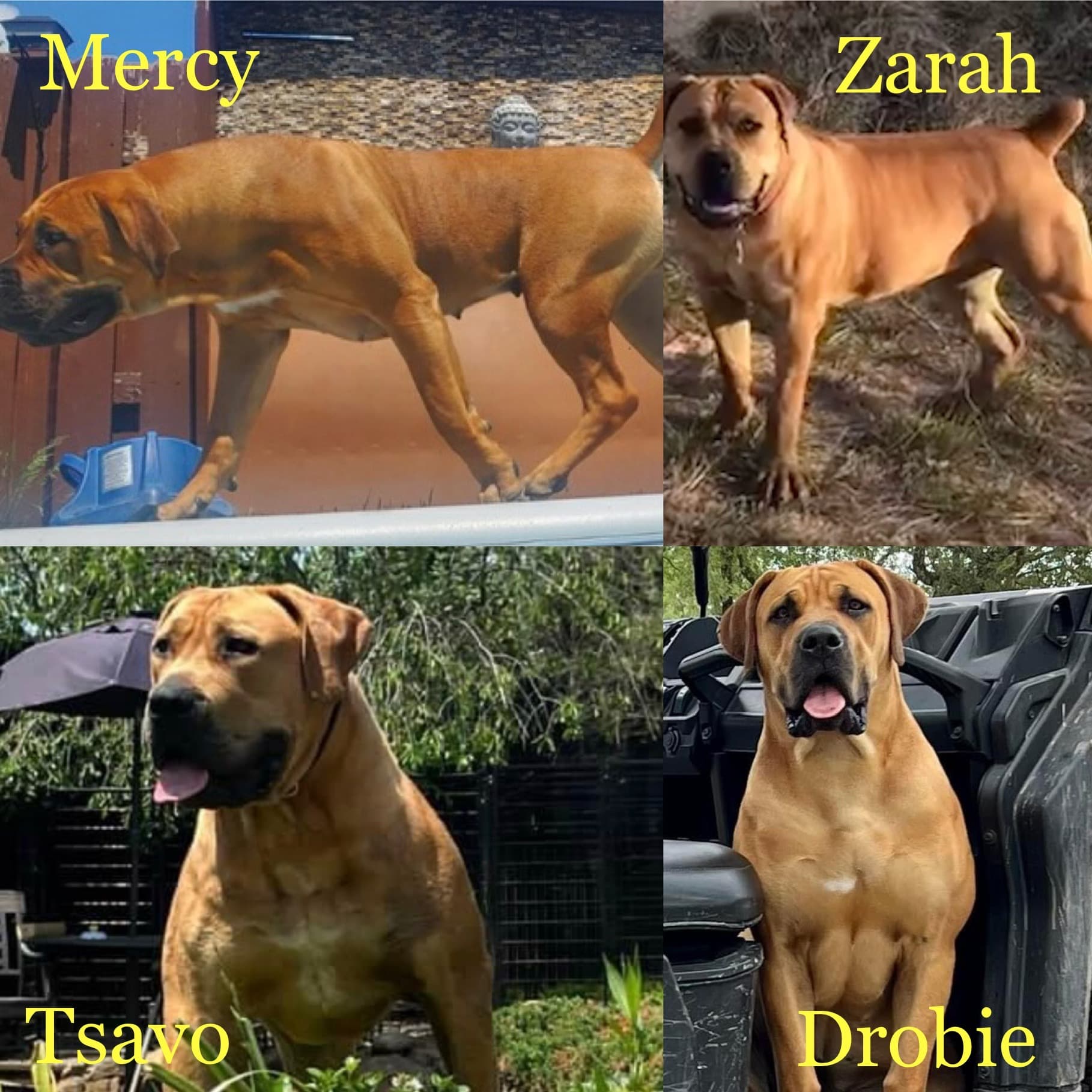 Zimbie x Drogo litter born July 2021 at 10-11 months old - Females