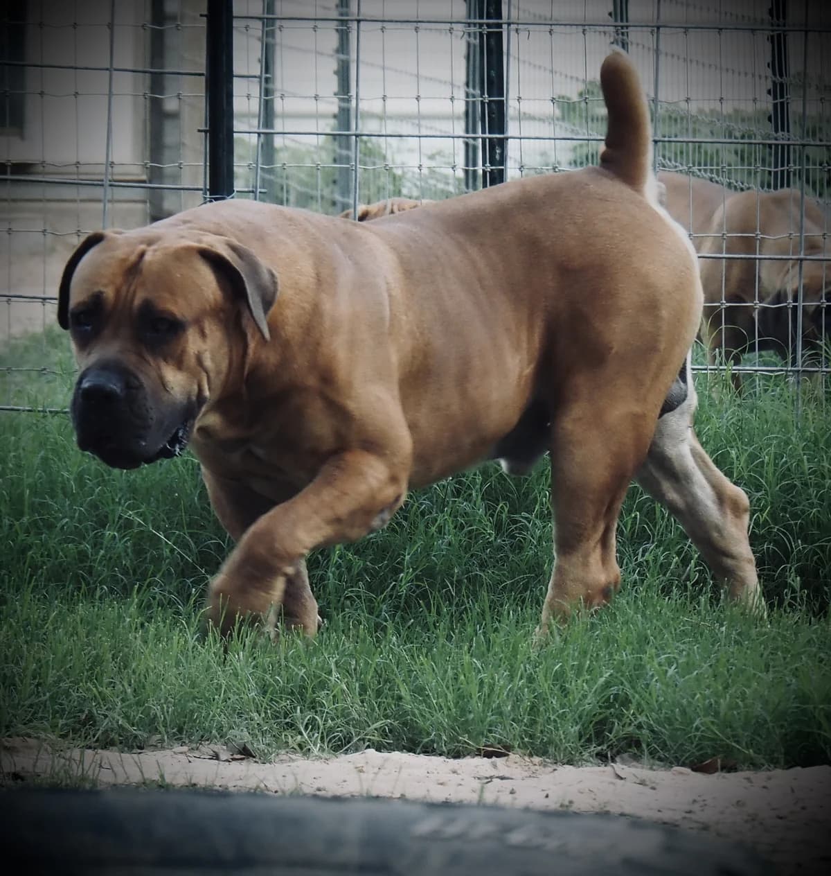 A brown Boerboel stepping forward through the grass in the Peterbuilt yard.