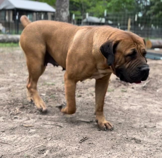 Afrika Zimbie - Photo 3