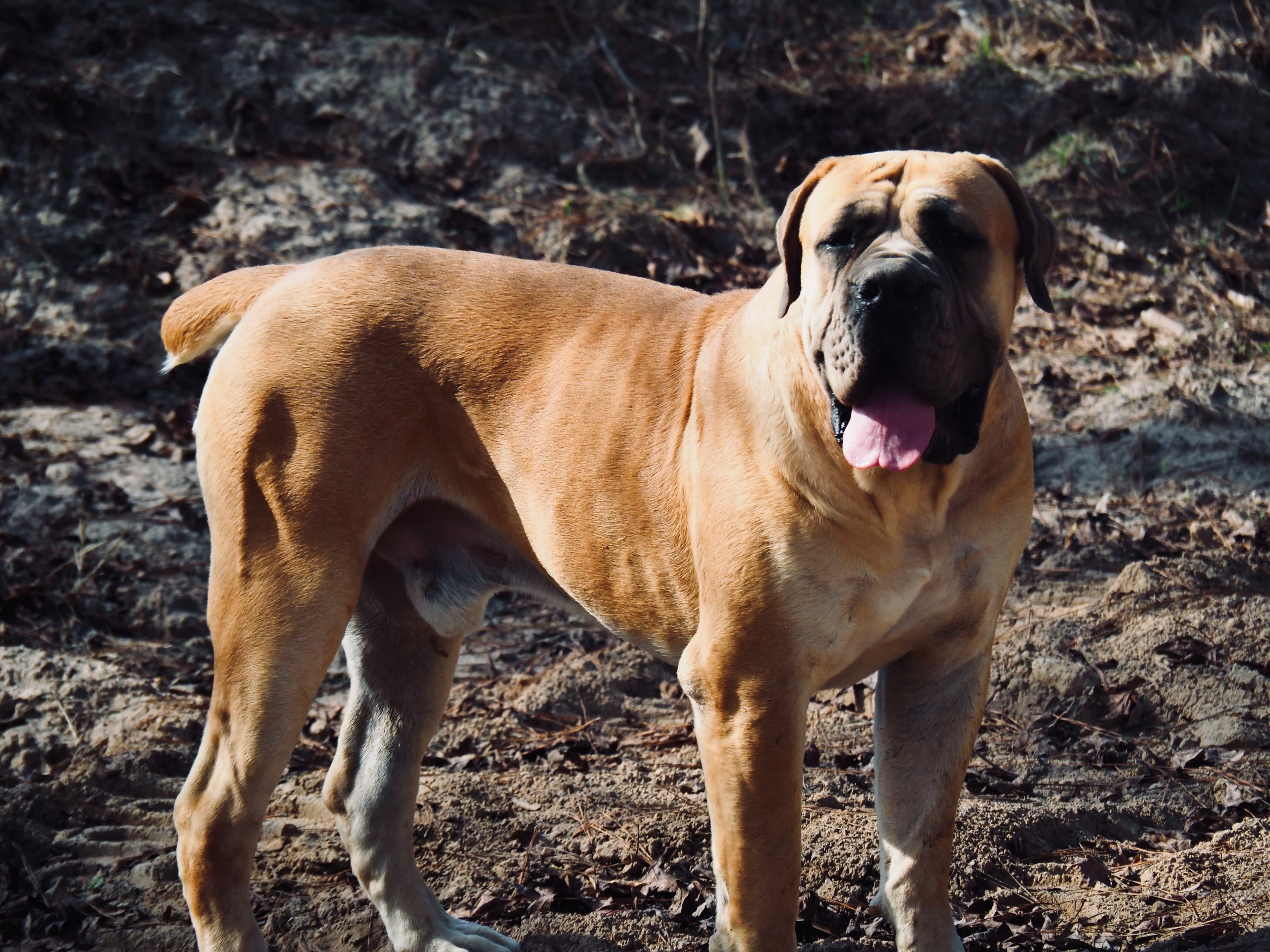 Peterbuilt Moose - Photo 3