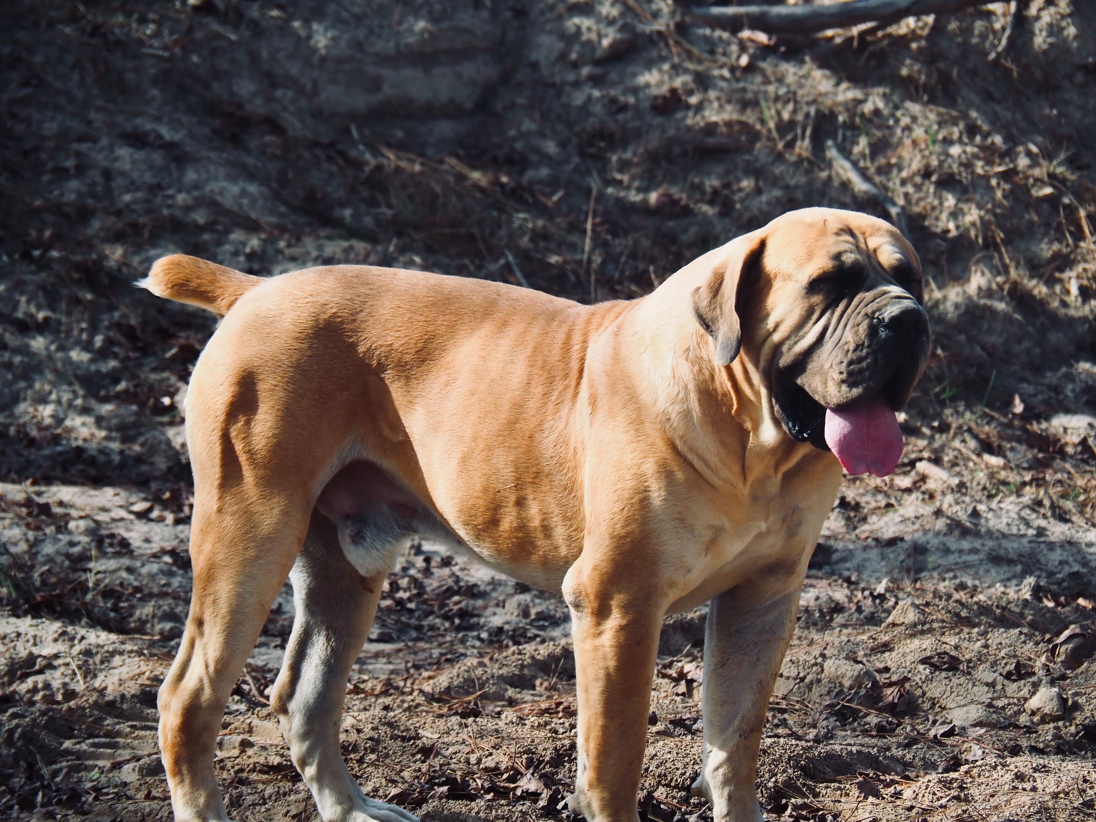 Peterbuilt Moose - Photo 4