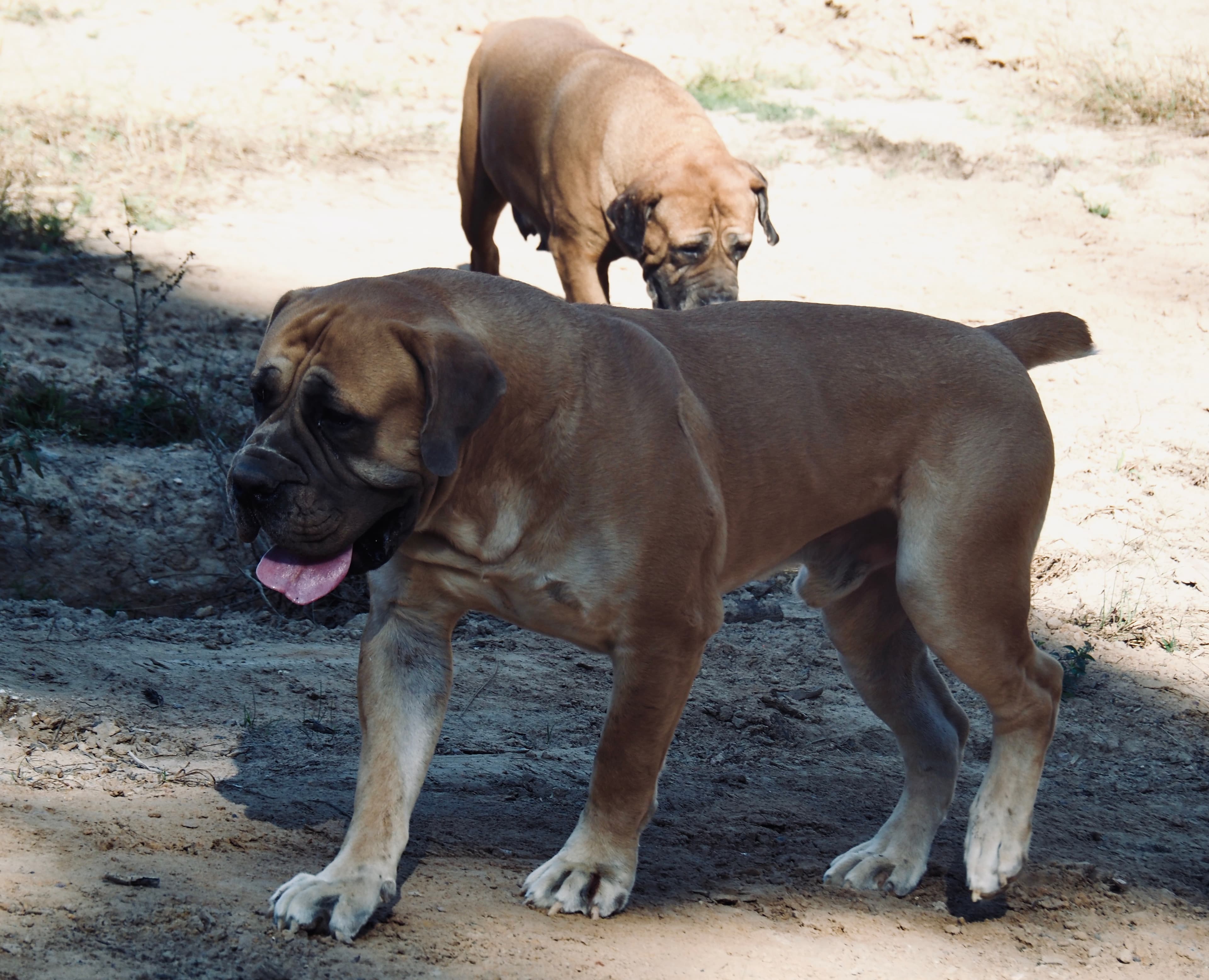 Peterbuilt Moose - Photo 5