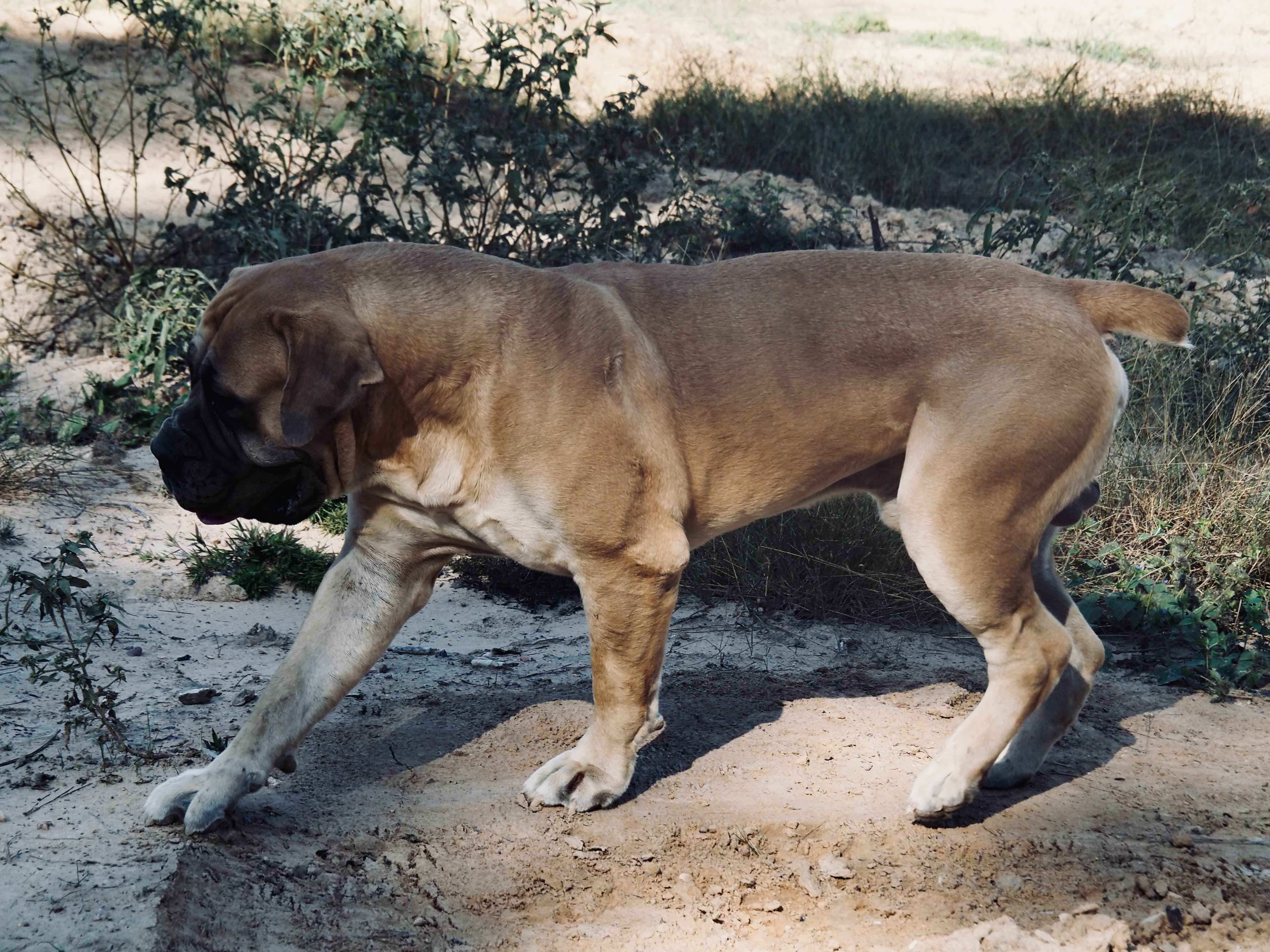 Peterbuilt Moose - Photo 1