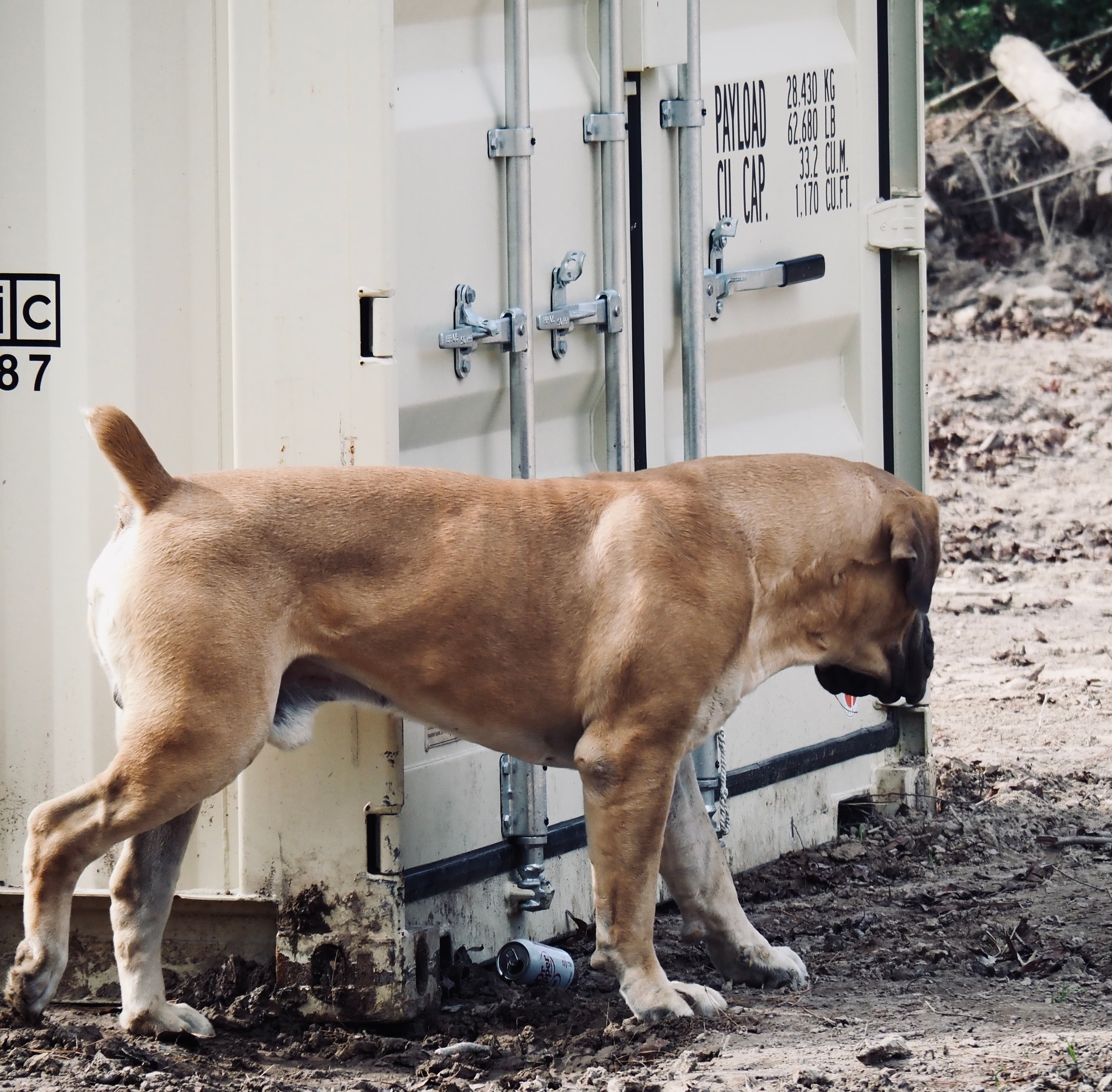 Peterbuilt Moose - Photo 7