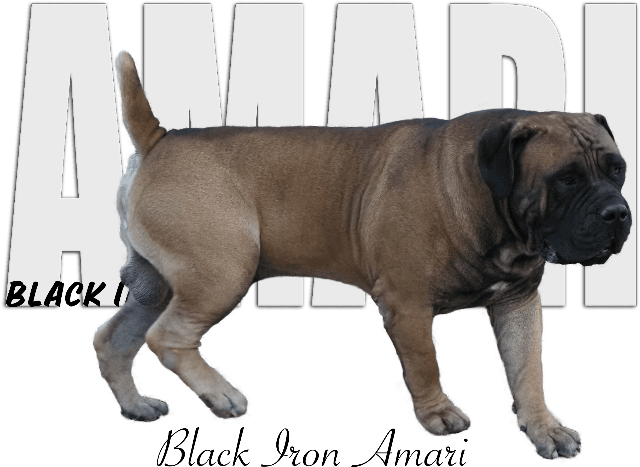 Black Iron Amari - Photo 2