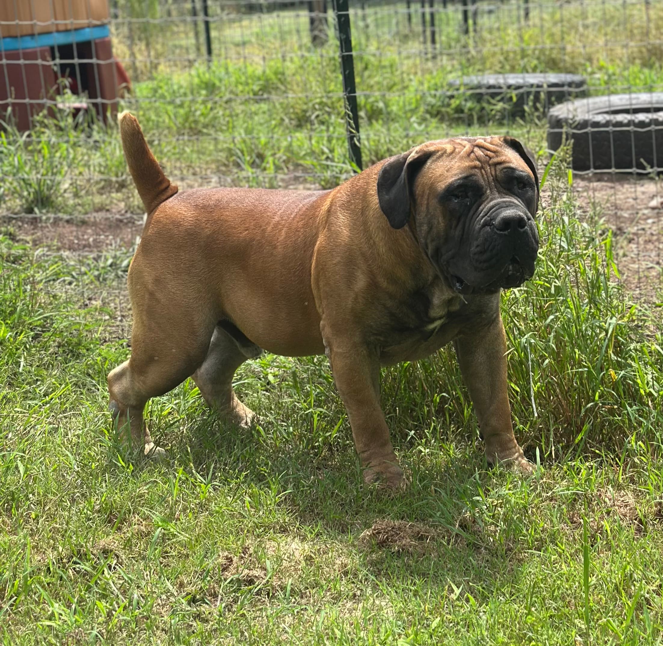 Black Iron Amari - Photo 3