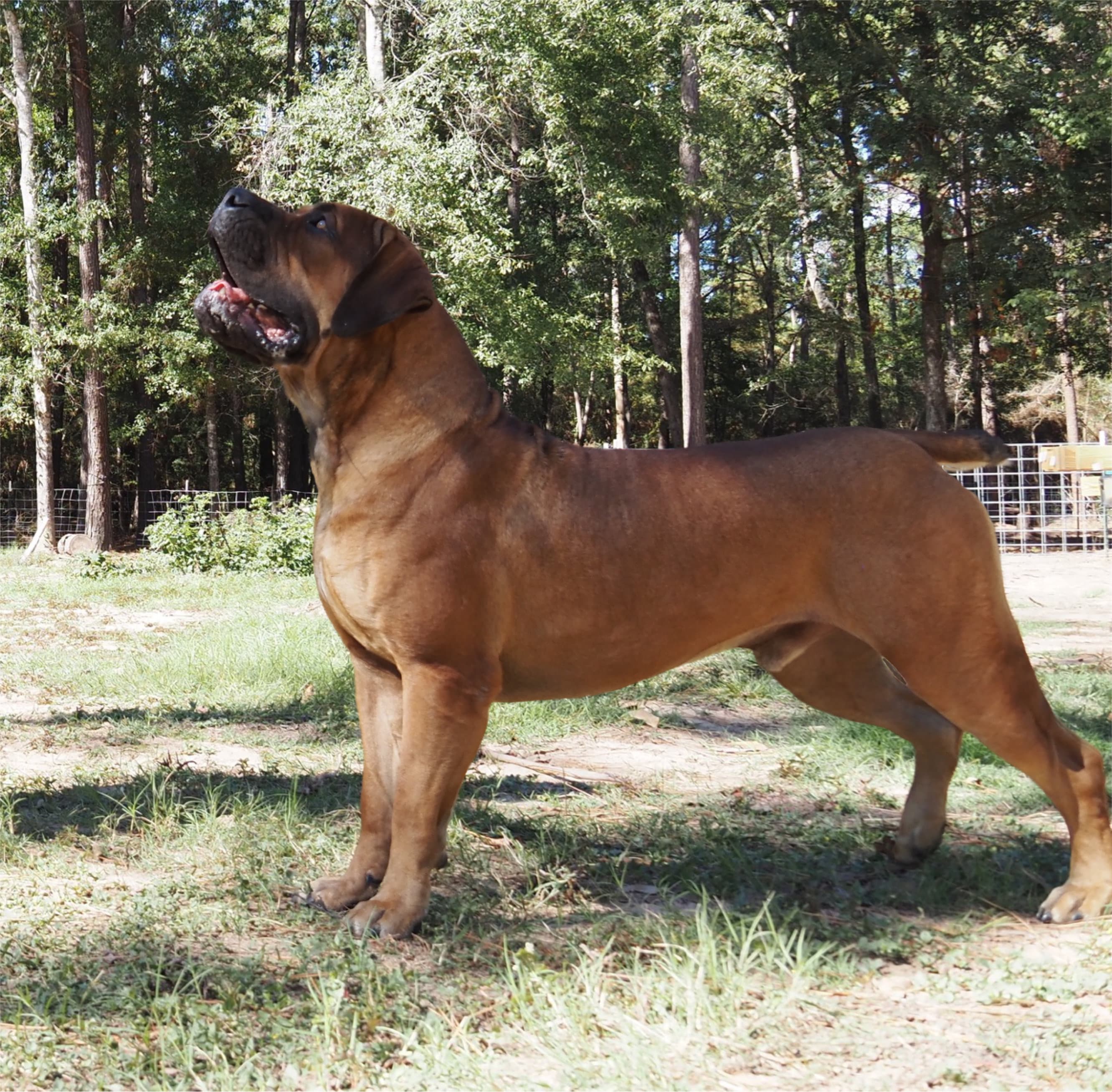 Peterbuilt Hakeem - Photo 1