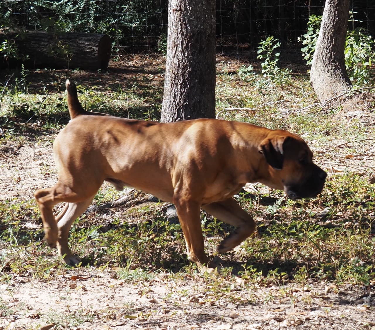 Peterbuilt Hakeem - Photo 3