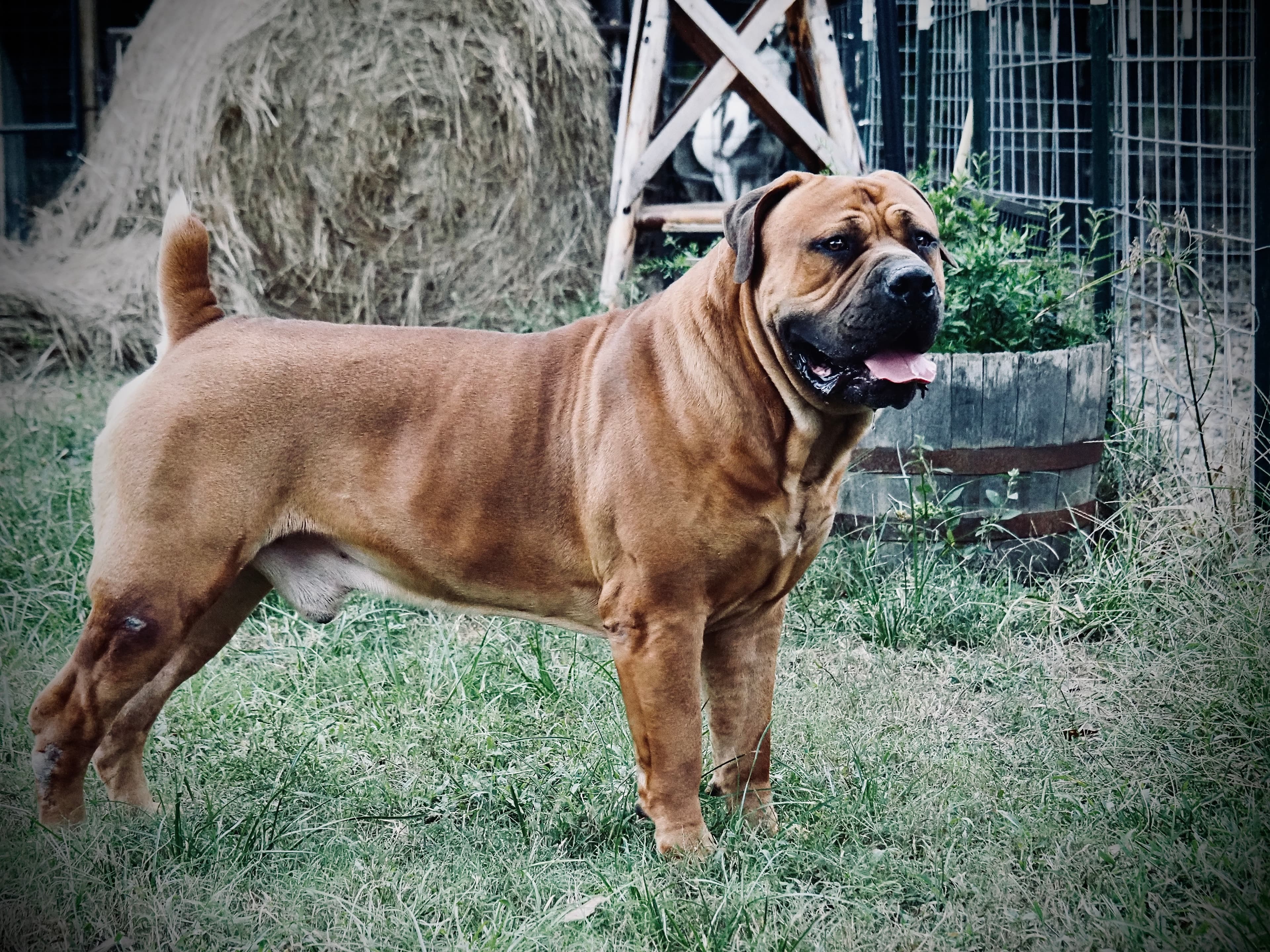 Peterbuilt Zeus III - Photo 1