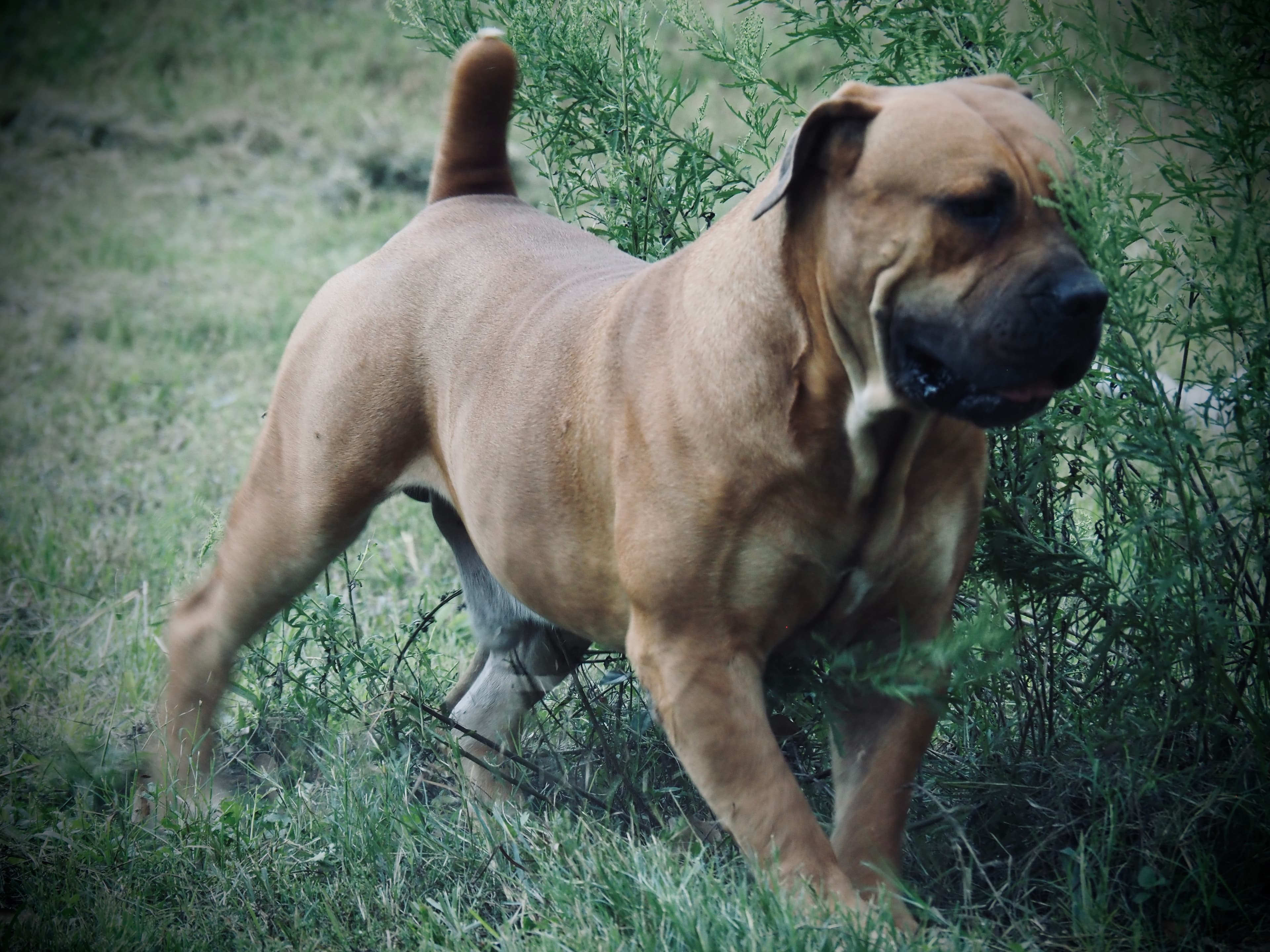 Bostu Sunny Cool - Photo 3