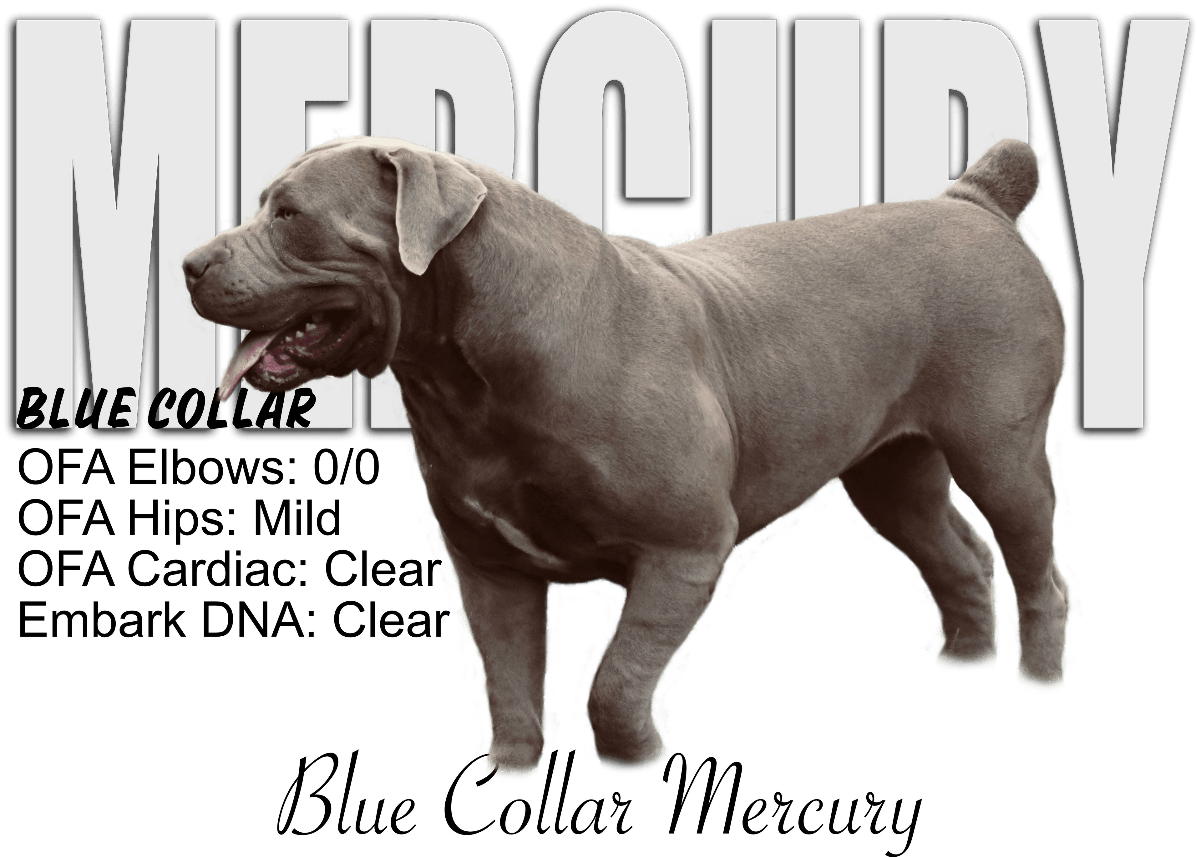 Blue Collar Mercury - Photo 2