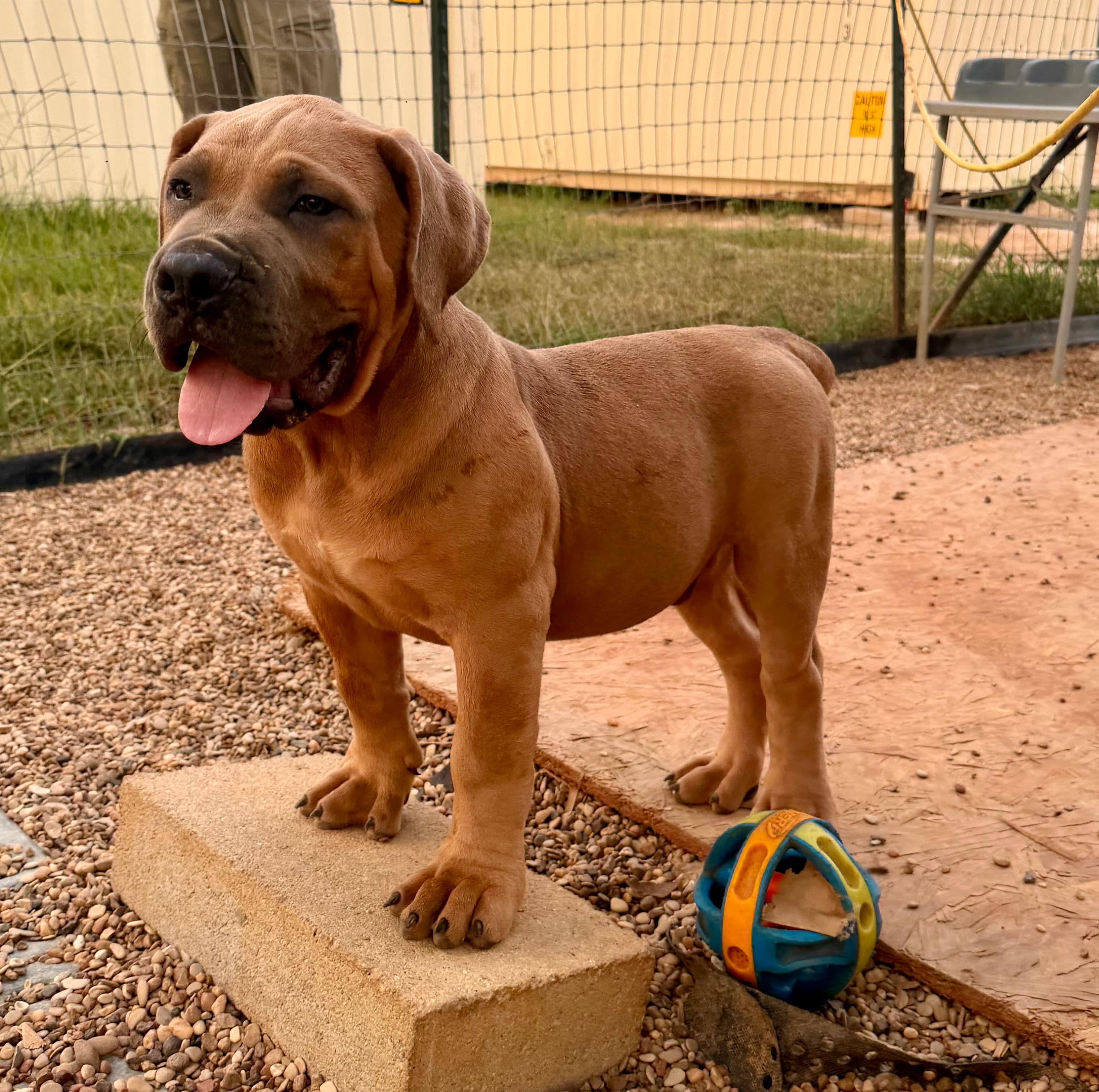 Black - male South African Boerboel puppy for sale at Peterbuilt Boerboel