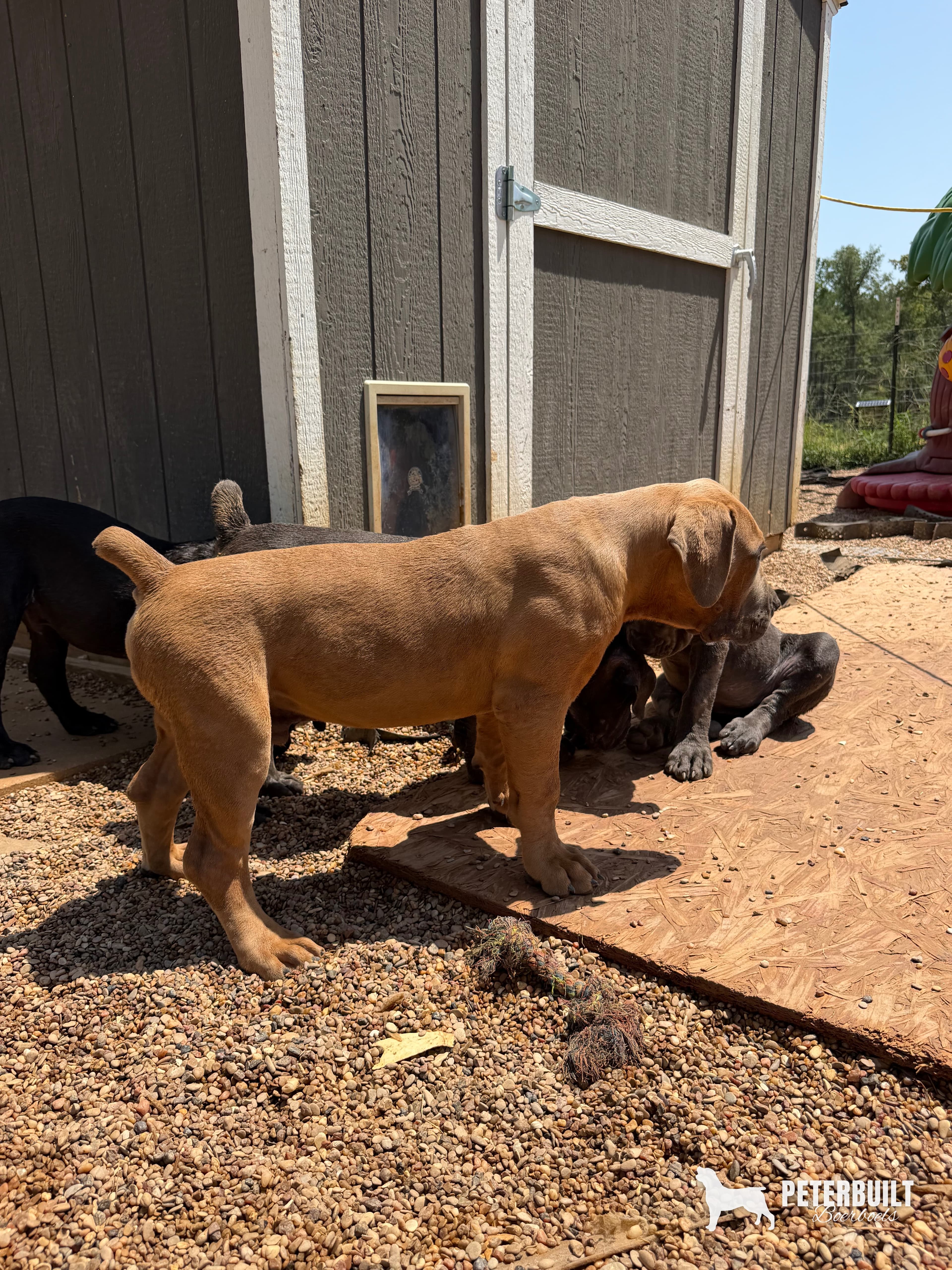 Black - male South African Boerboel puppy for sale at Peterbuilt Boerboel