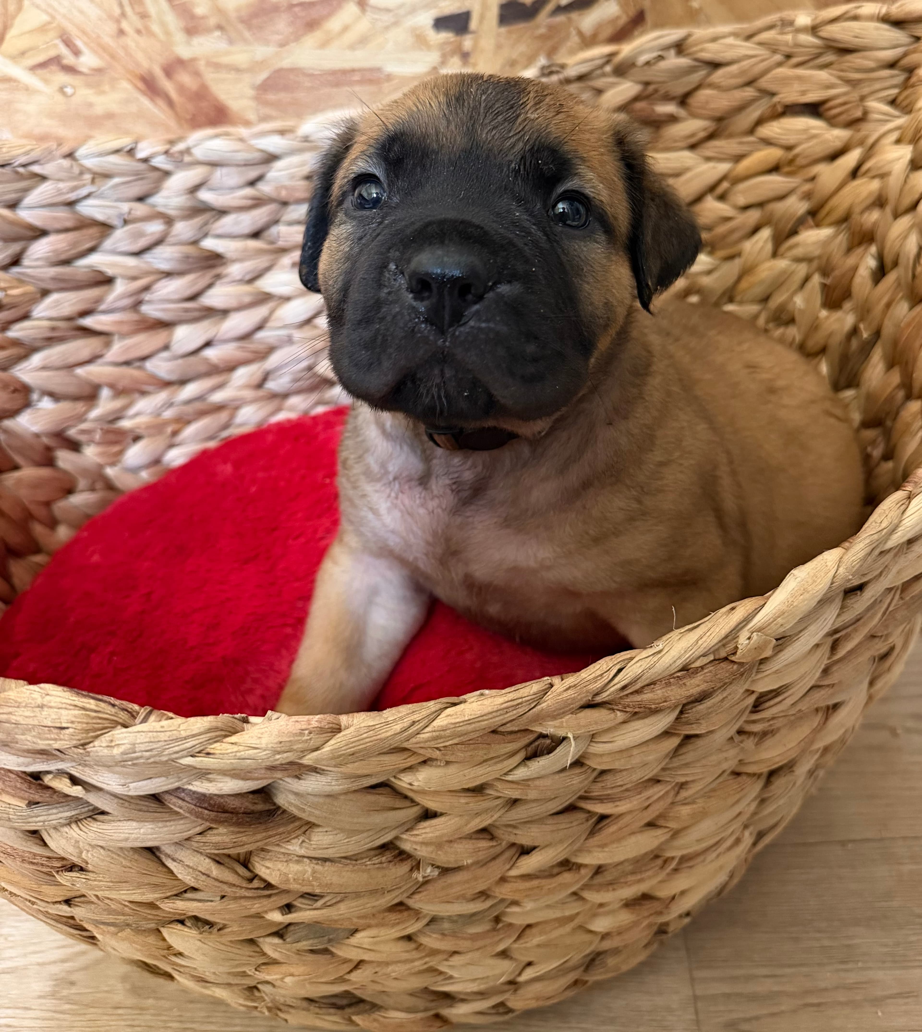 Brown Collar - male South African Boerboel puppy at Peterbuilt Boerboel