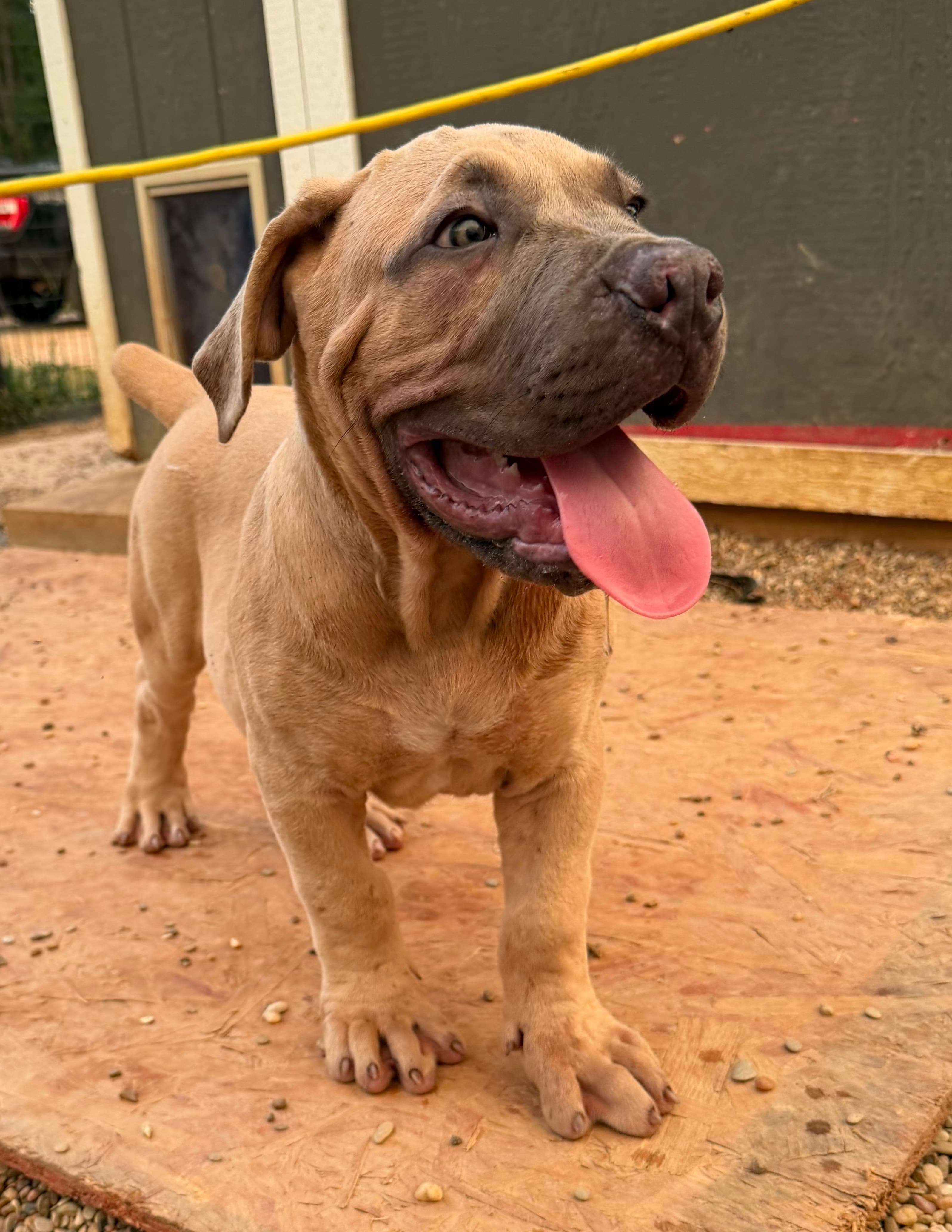 Orange - male Dilute Fawn South African Boerboel puppy at Peterbuilt Boerboel