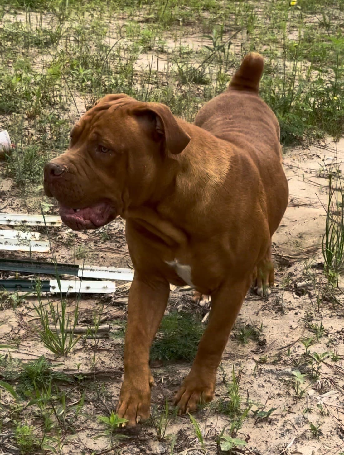 Xtreme Butler Drako "Willie" - male Liver South African Boerboel for sale at Peterbuilt Boerboel