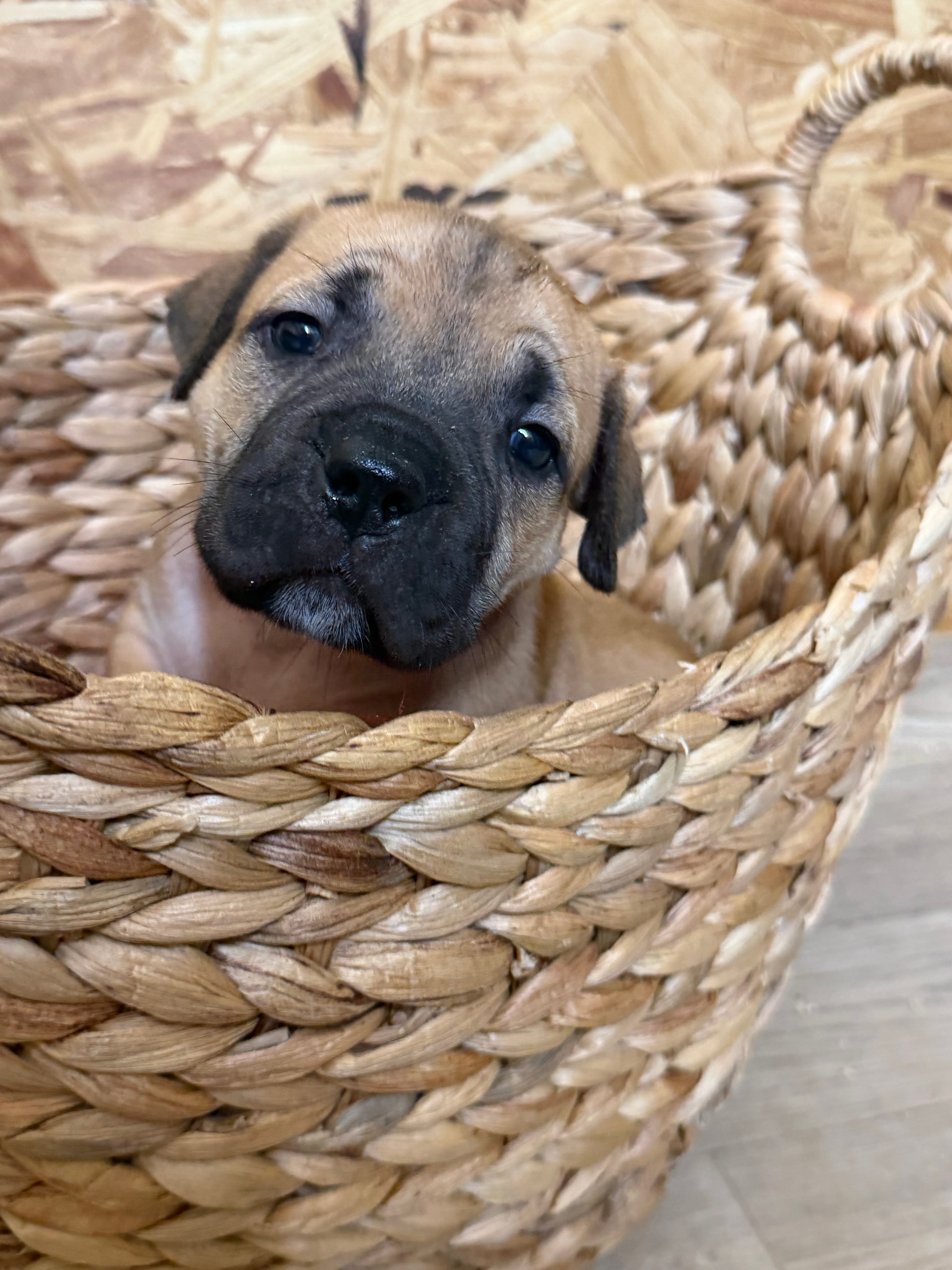 Red Collar - female South African Boerboel puppy at Peterbuilt Boerboel