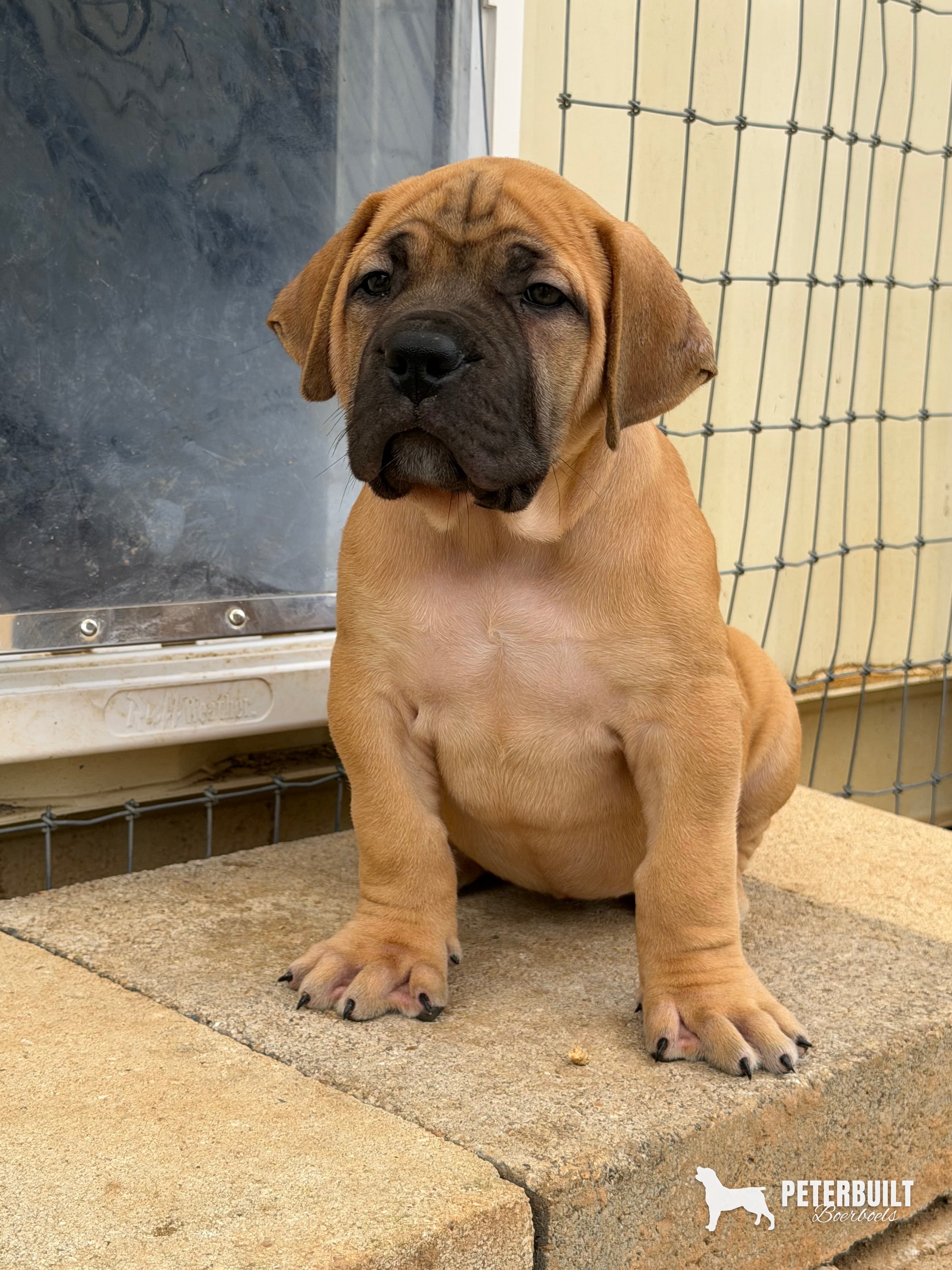 Red Collar - female South African Boerboel puppy at Peterbuilt Boerboel