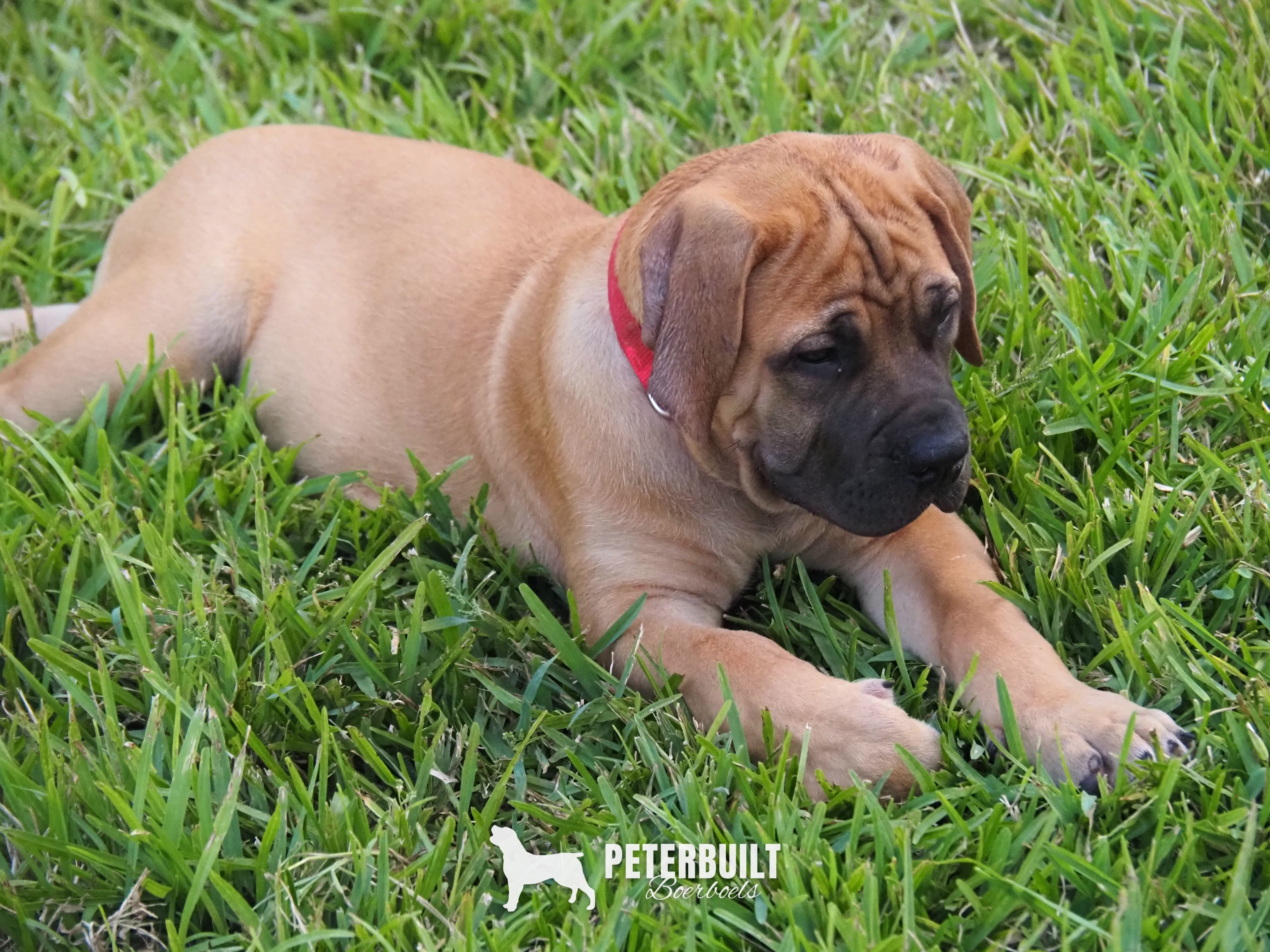 Red Collar - female South African Boerboel puppy at Peterbuilt Boerboel