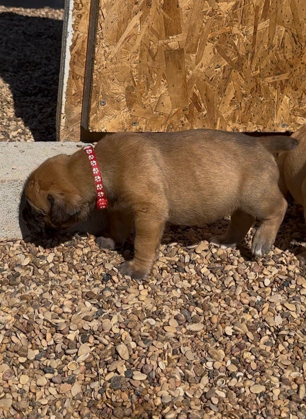 Red Collar
