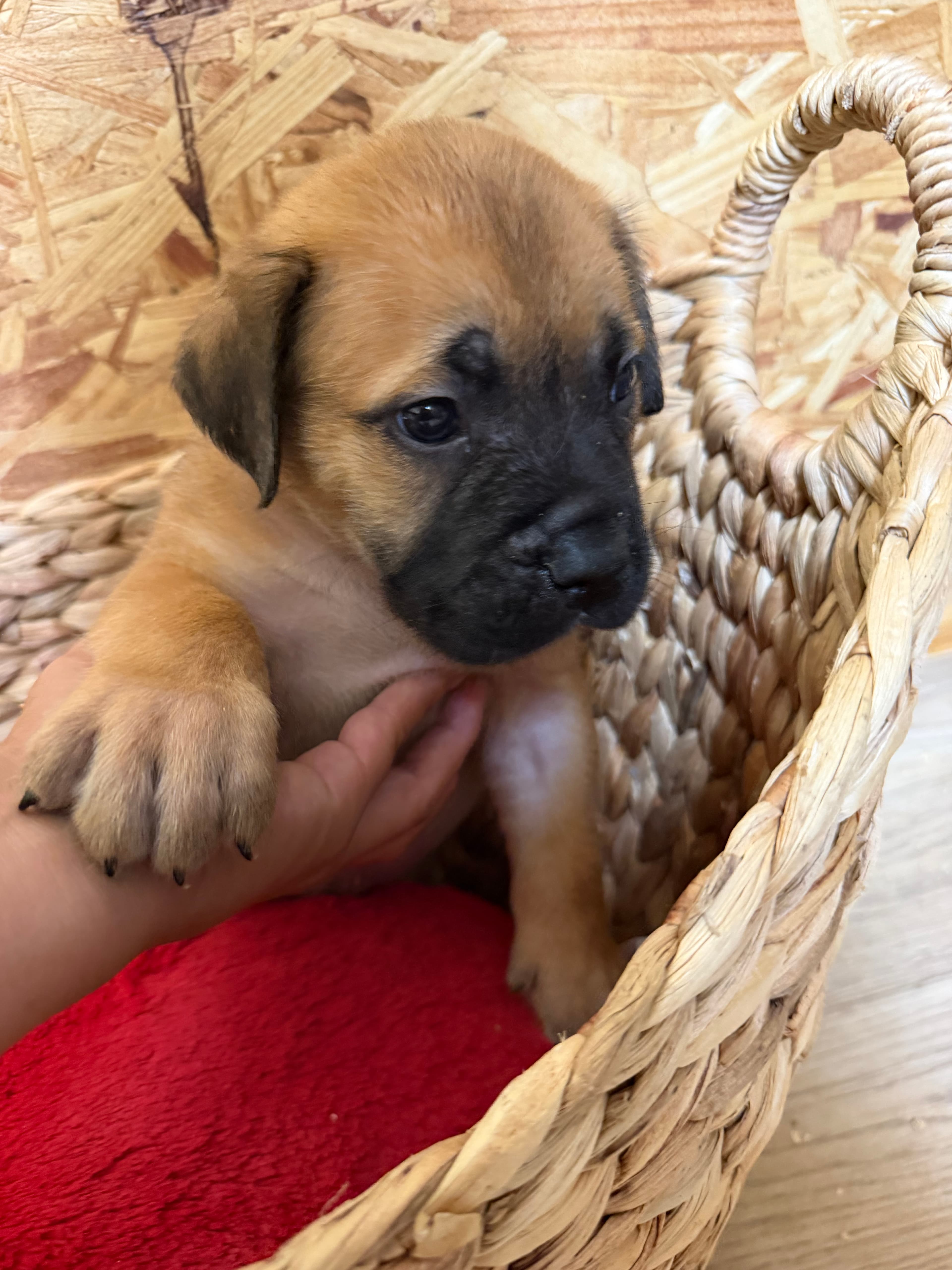 Lime Green Collar - male South African Boerboel puppy at Peterbuilt Boerboel