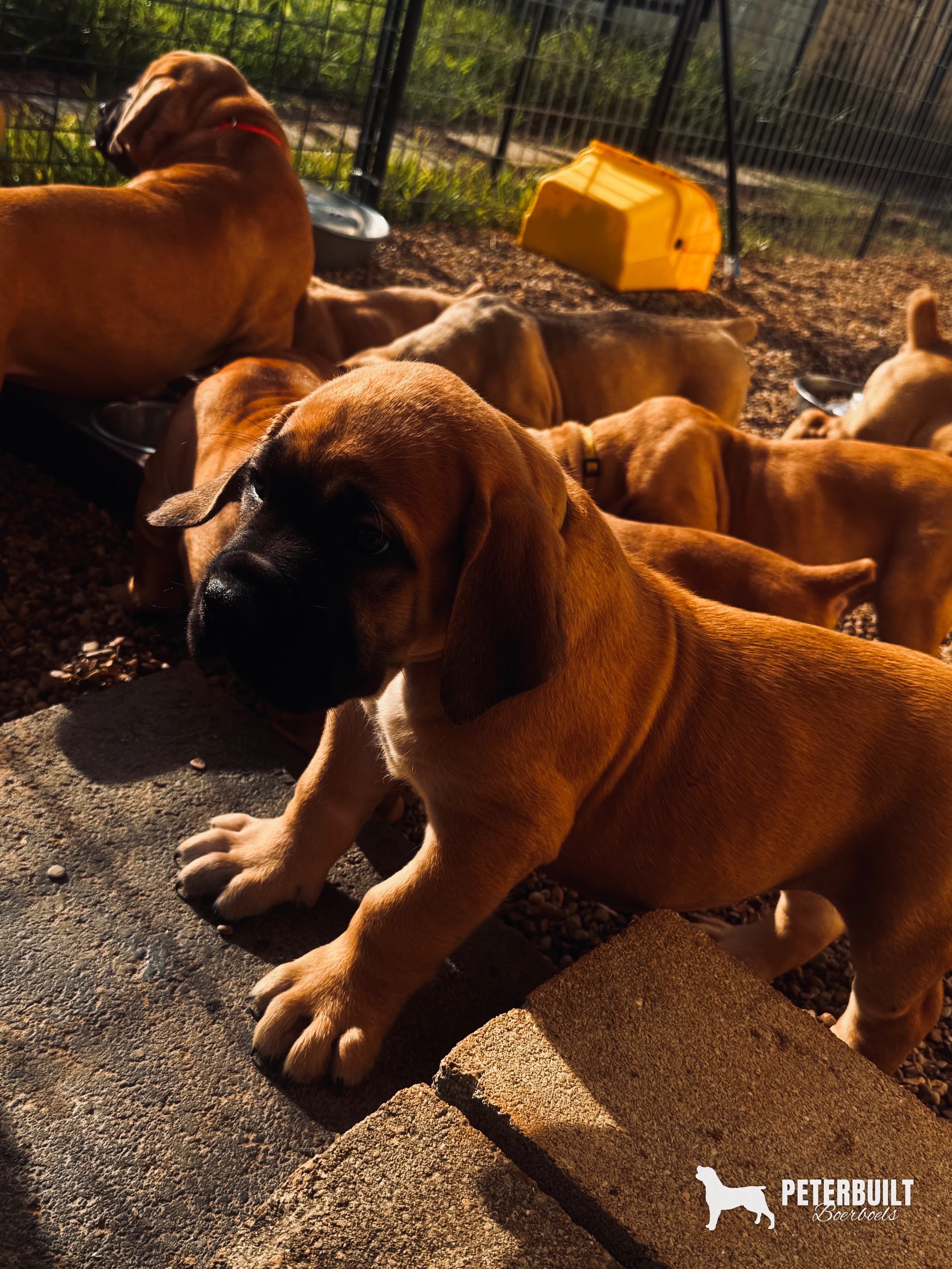 light blue collar - male South African Boerboel puppy at Peterbuilt Boerboel