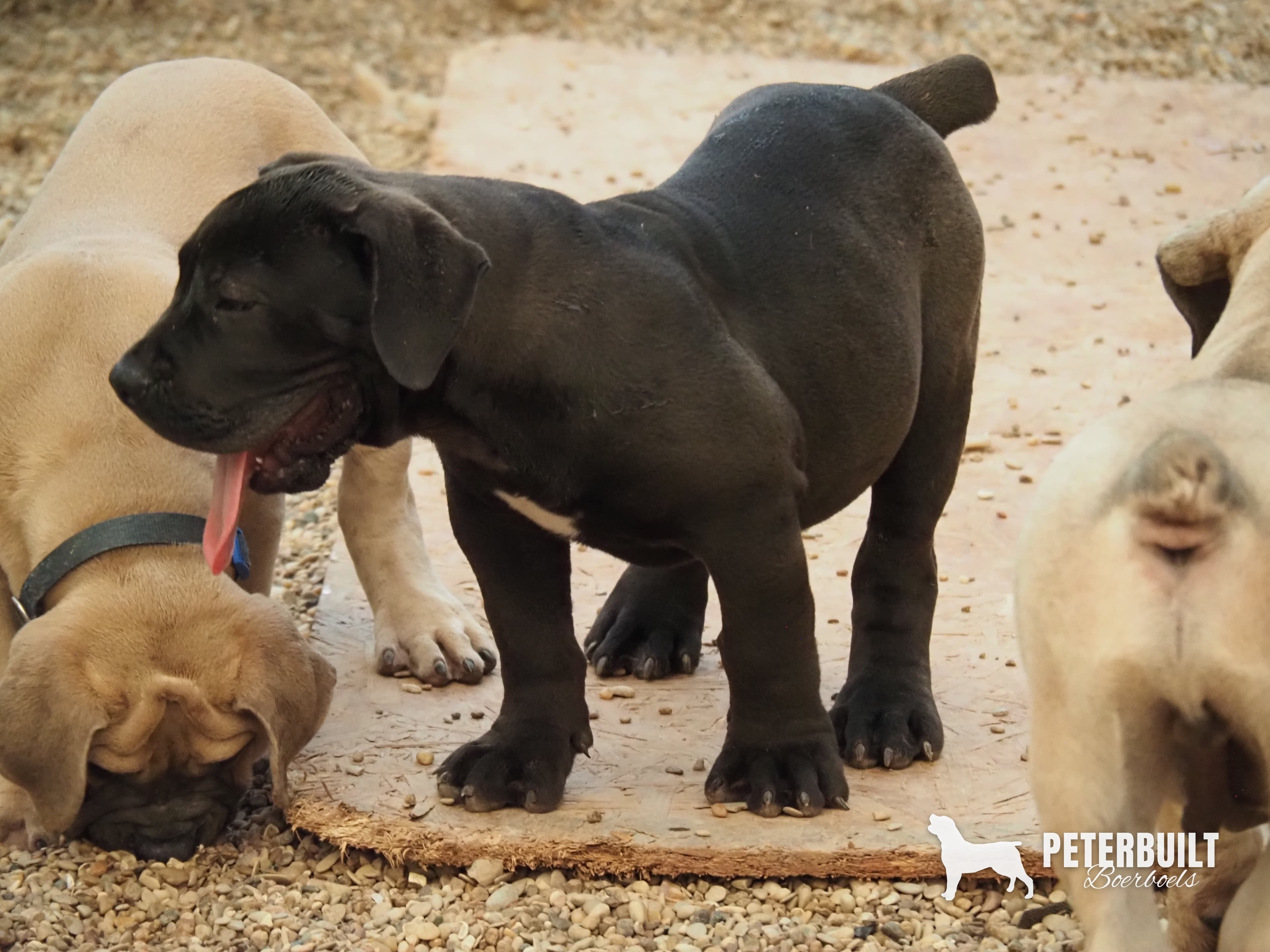 Light Blue - male Seal Black South African Boerboel puppy at Peterbuilt Boerboel