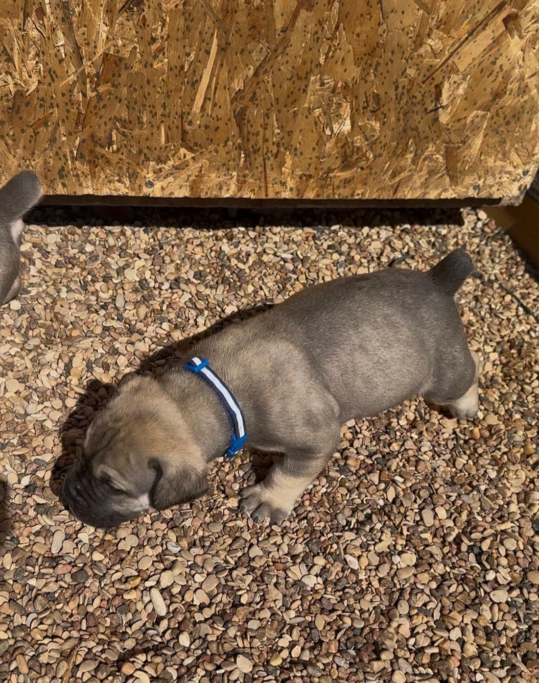 Blue Collar
