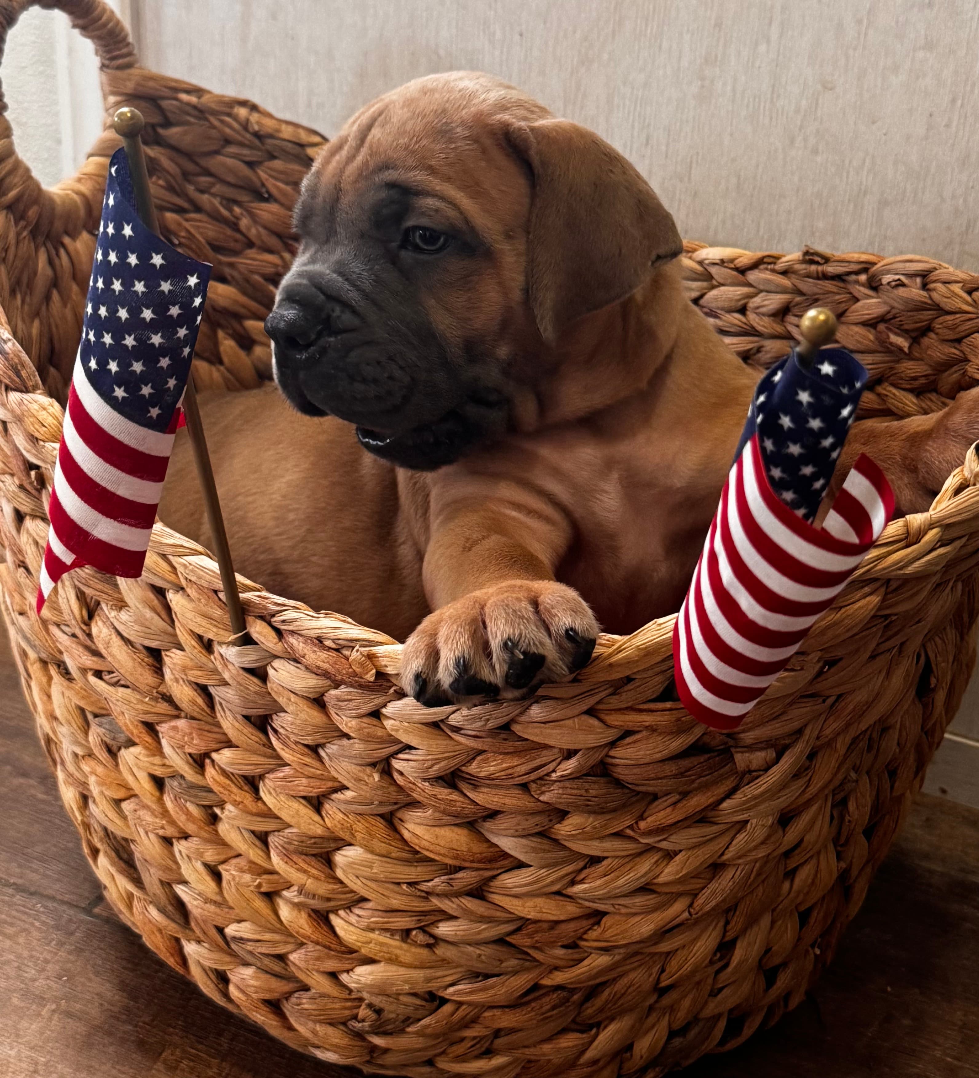 Brown Collar "Urkle" - male South African Boerboel puppy for sale at Peterbuilt Boerboel