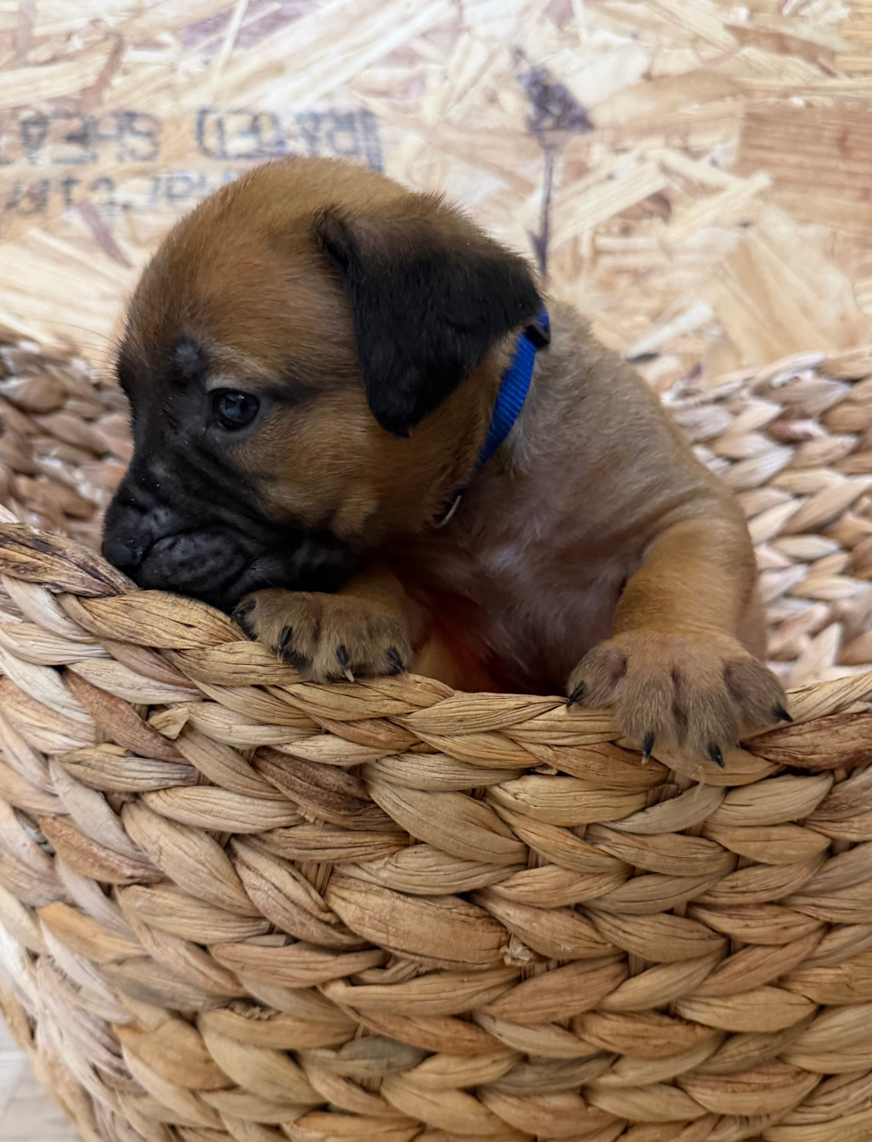 Blue Collar - male South African Boerboel puppy for sale at Peterbuilt Boerboel