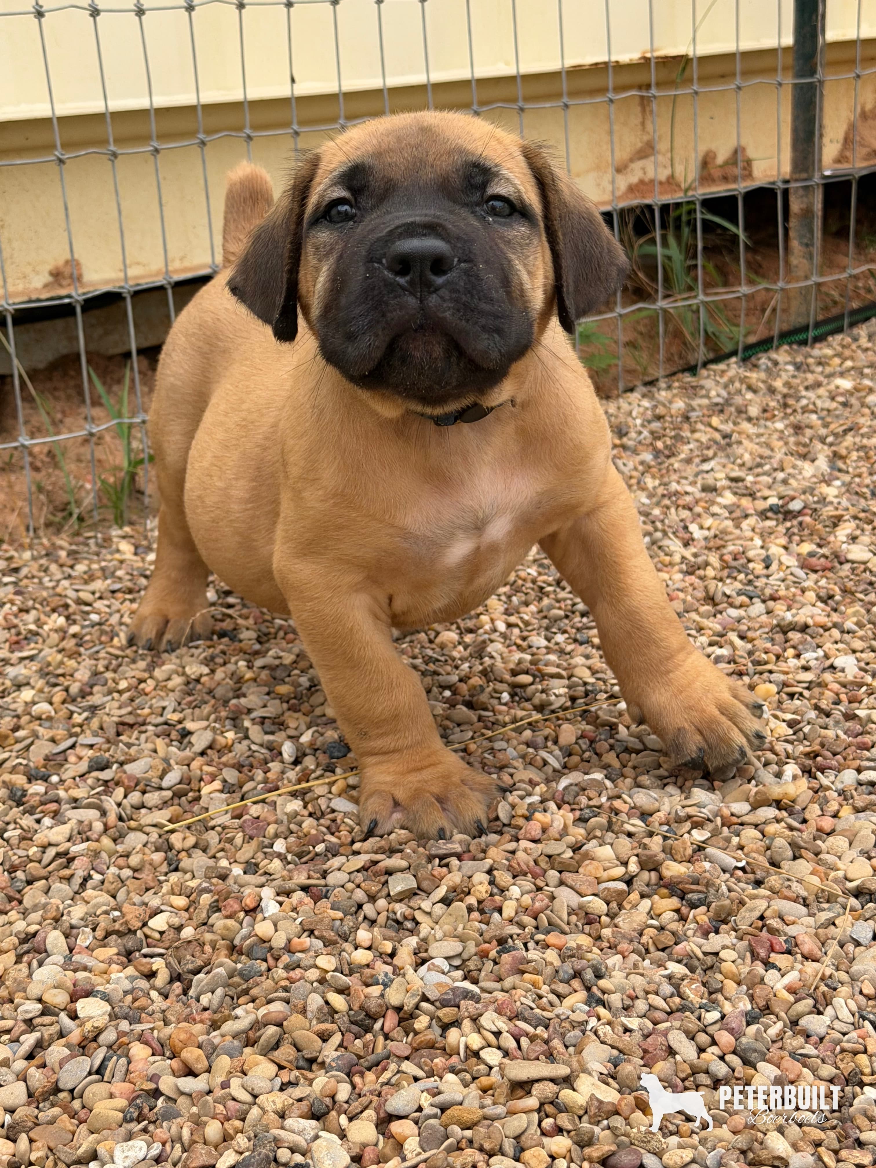Blue Collar - male South African Boerboel puppy at Peterbuilt Boerboel