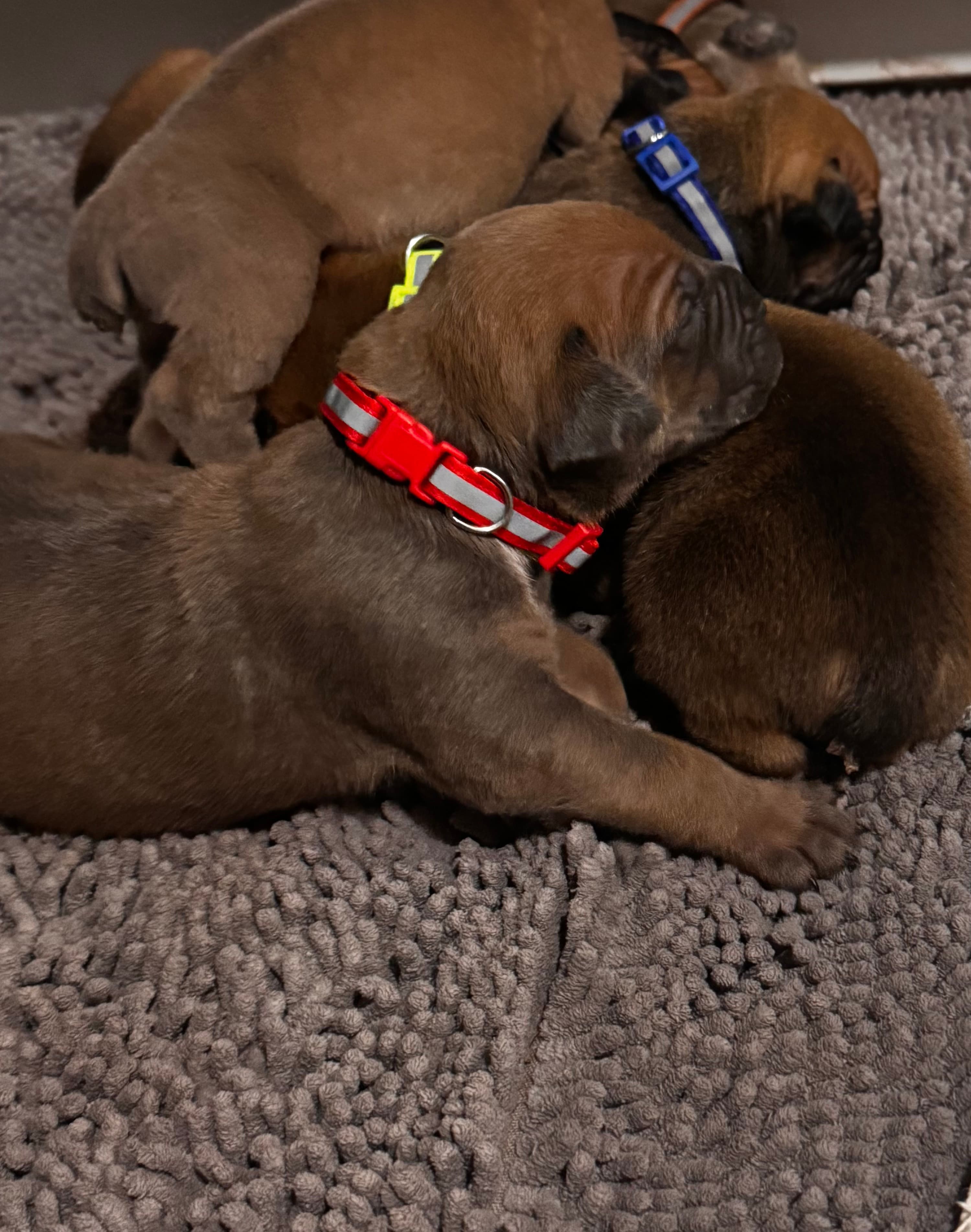 Red Collar