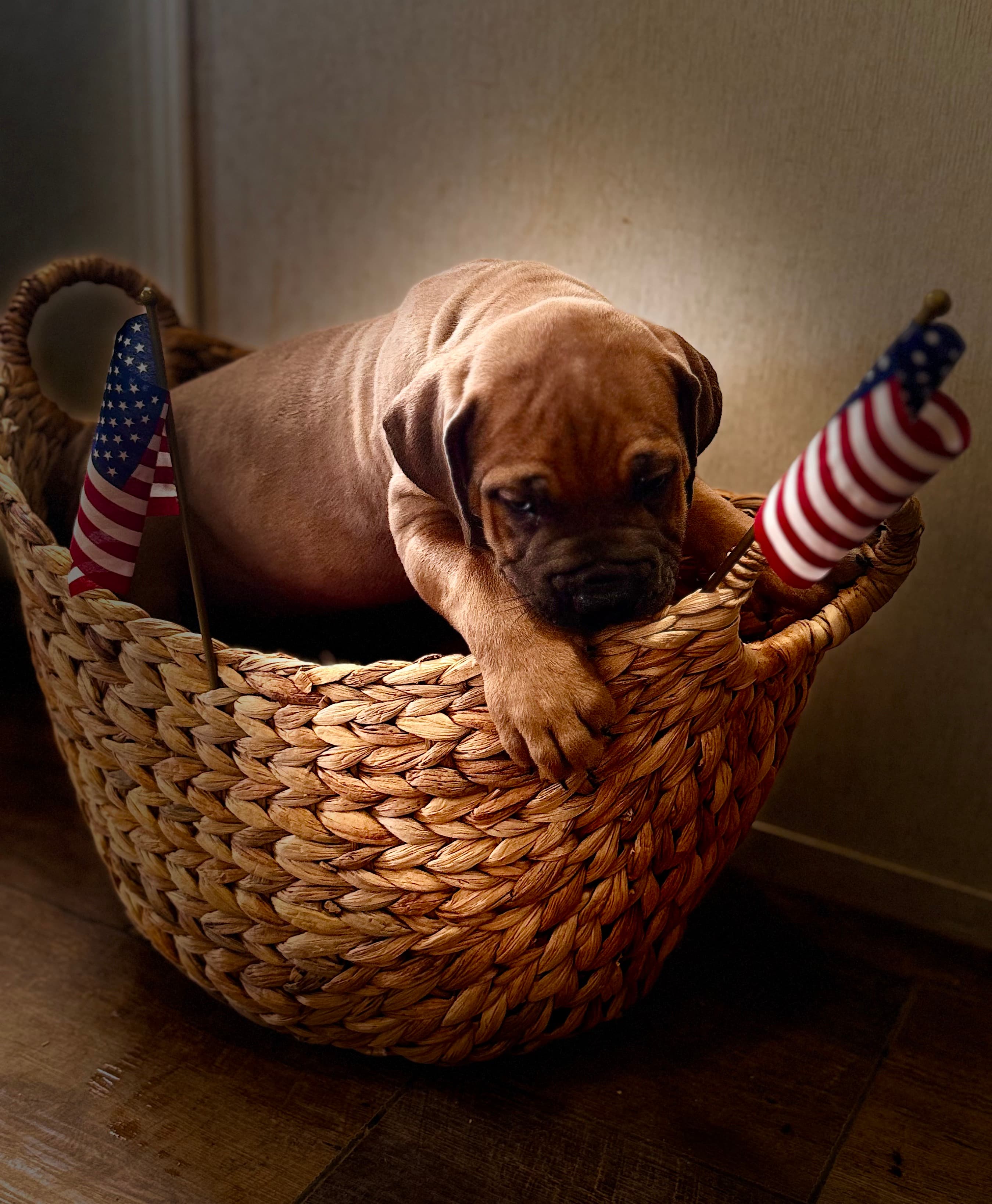 Red Collar - female South African Boerboel puppy for sale at Peterbuilt Boerboel