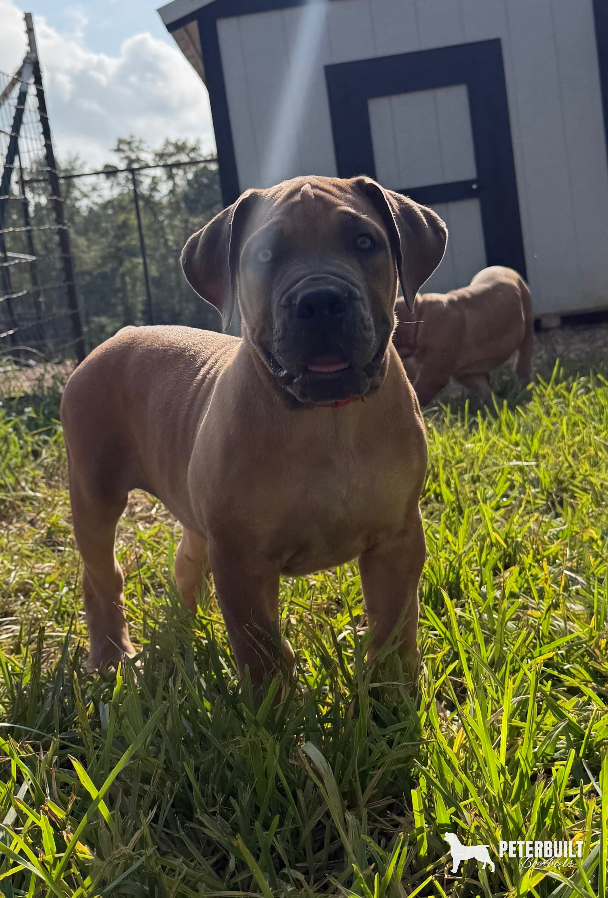 Red Collar - female South African Boerboel puppy for sale at Peterbuilt Boerboel