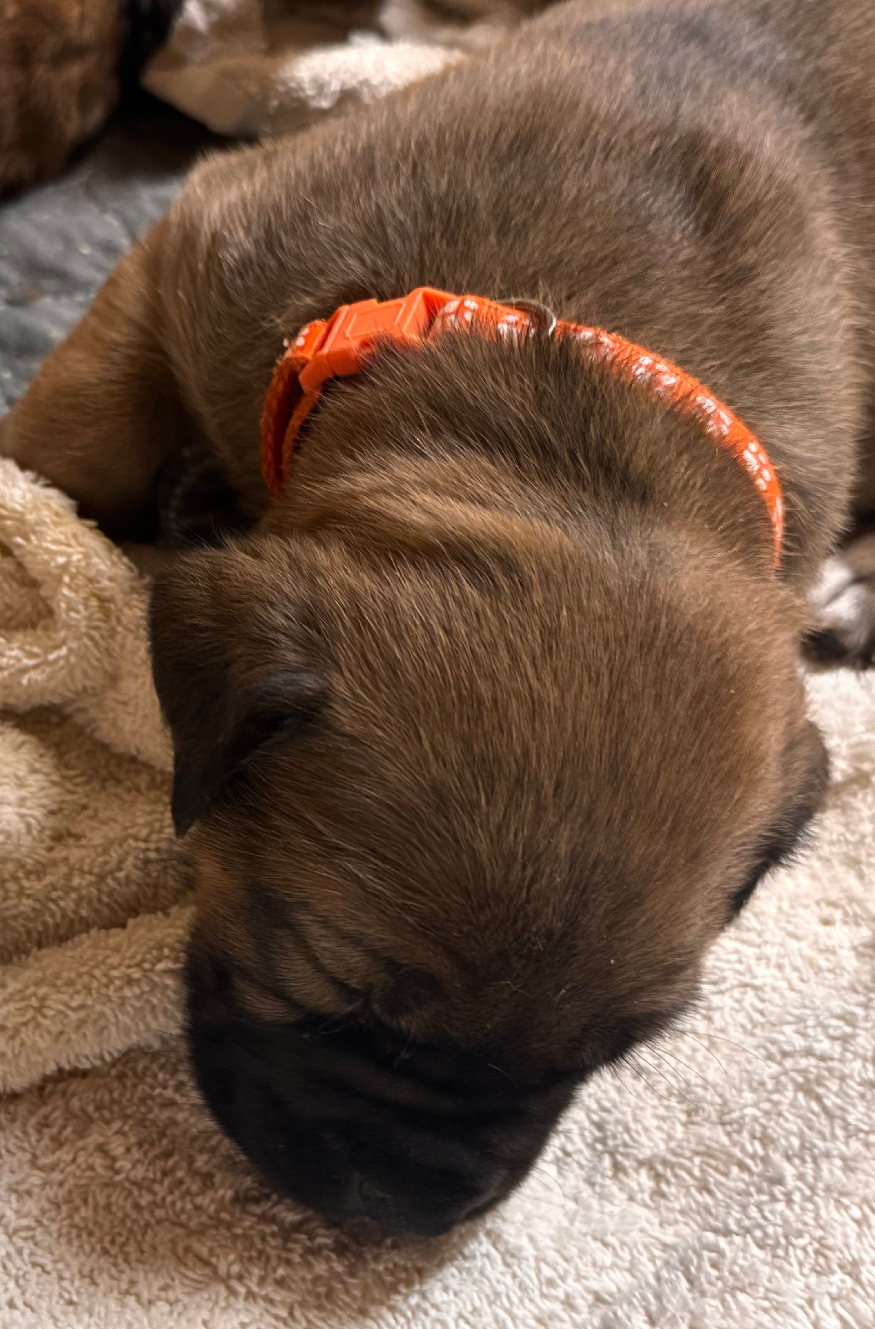 Orange Collar