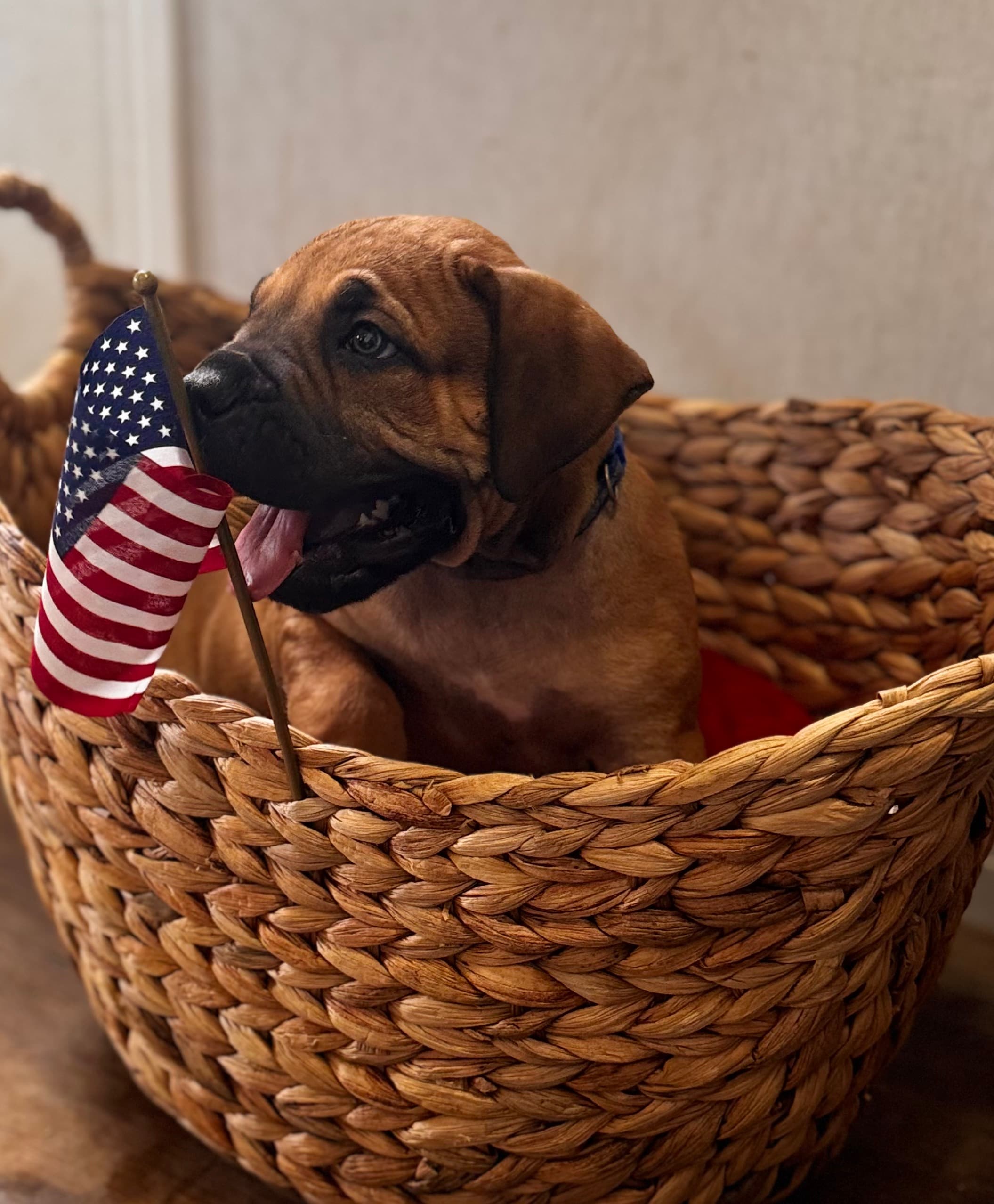 Blue Collar - male South African Boerboel puppy at Peterbuilt Boerboel