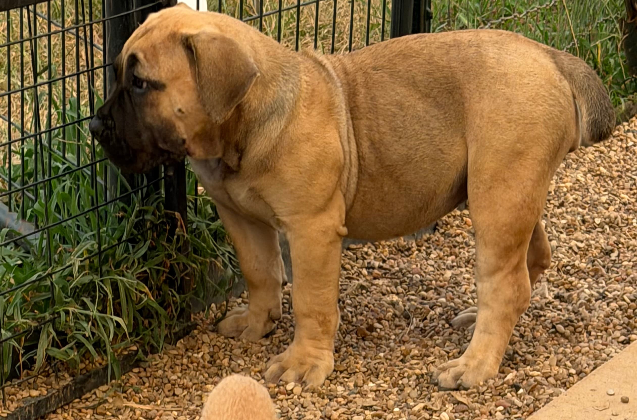 Lime Green - female South African Boerboel puppy for sale at Peterbuilt Boerboel