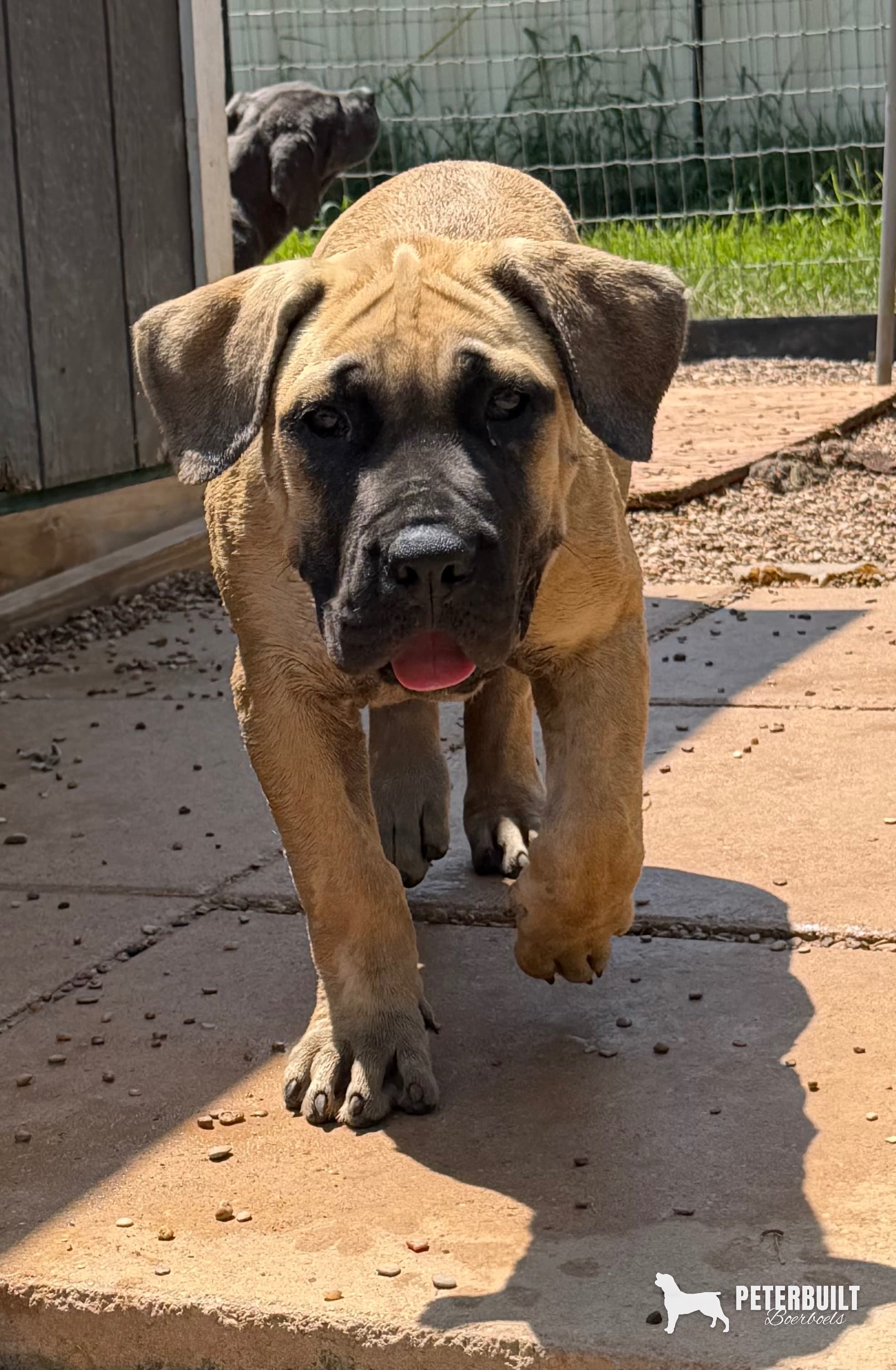 Lime Green - female South African Boerboel puppy for sale at Peterbuilt Boerboel