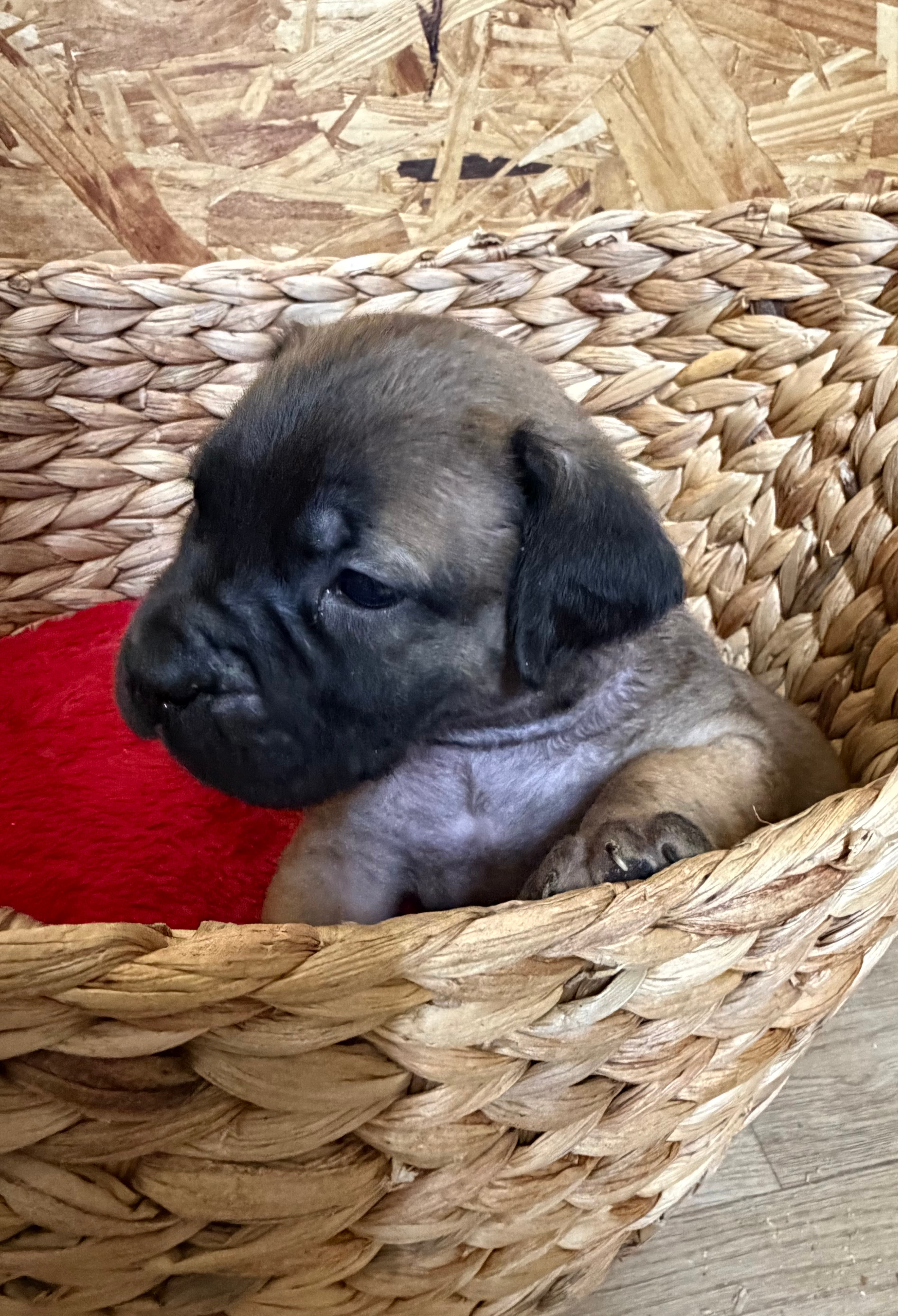 No Collar "The Worgen" - female South African Boerboel puppy for sale at Peterbuilt Boerboel