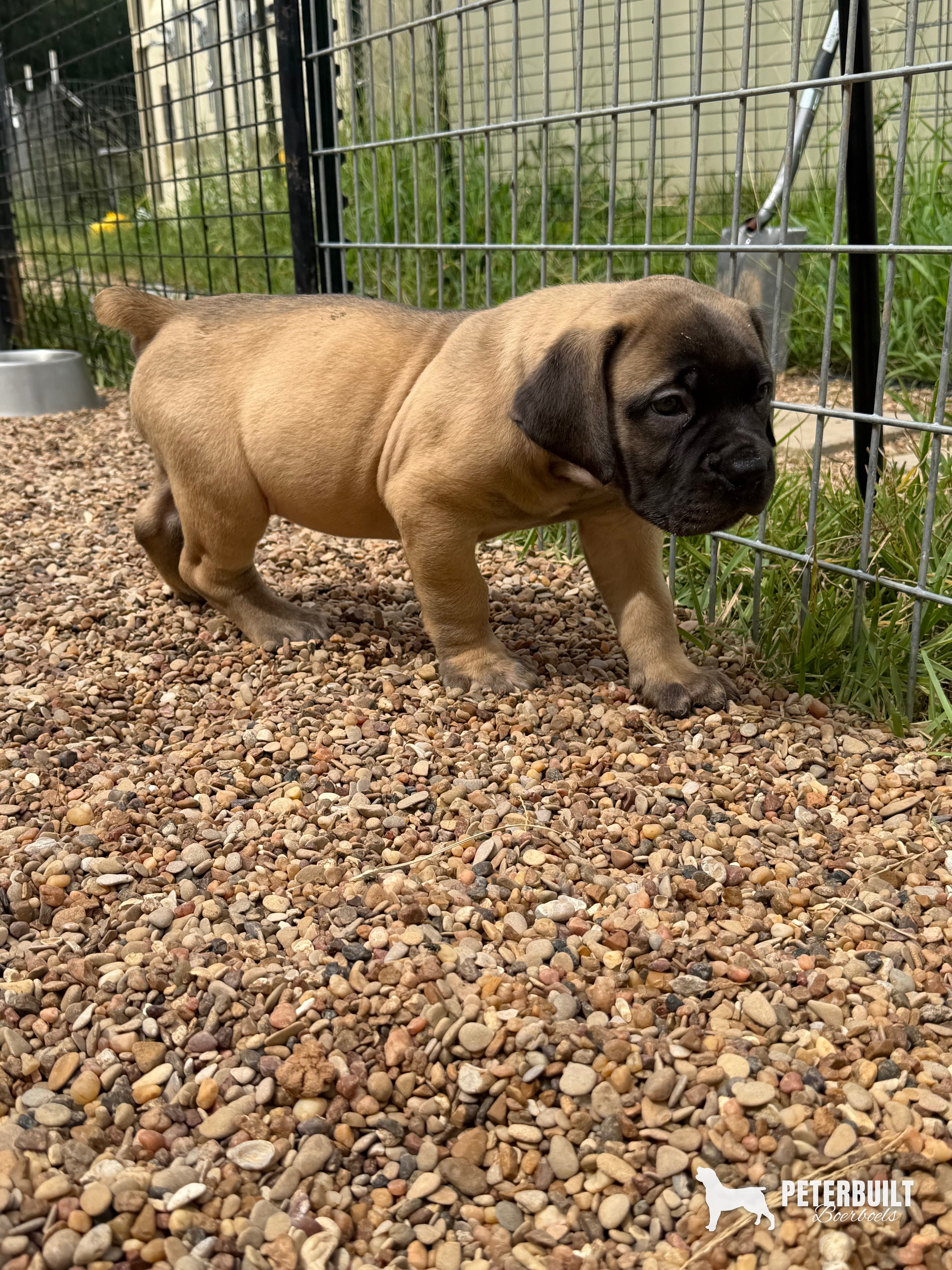 No Collar "The Worgen" - female South African Boerboel puppy at Peterbuilt Boerboel