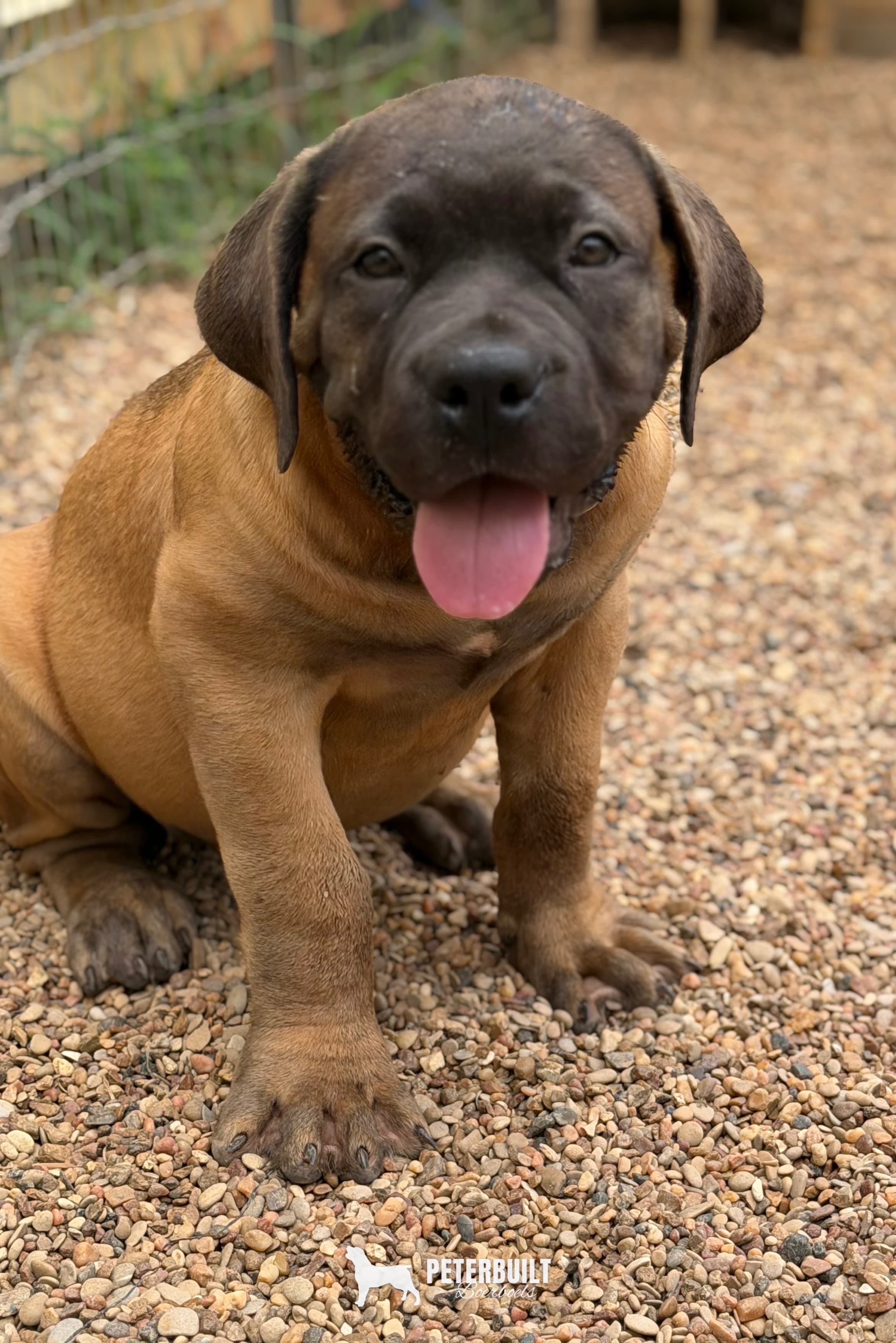 No Collar "The Worgen" - female South African Boerboel puppy for sale at Peterbuilt Boerboel