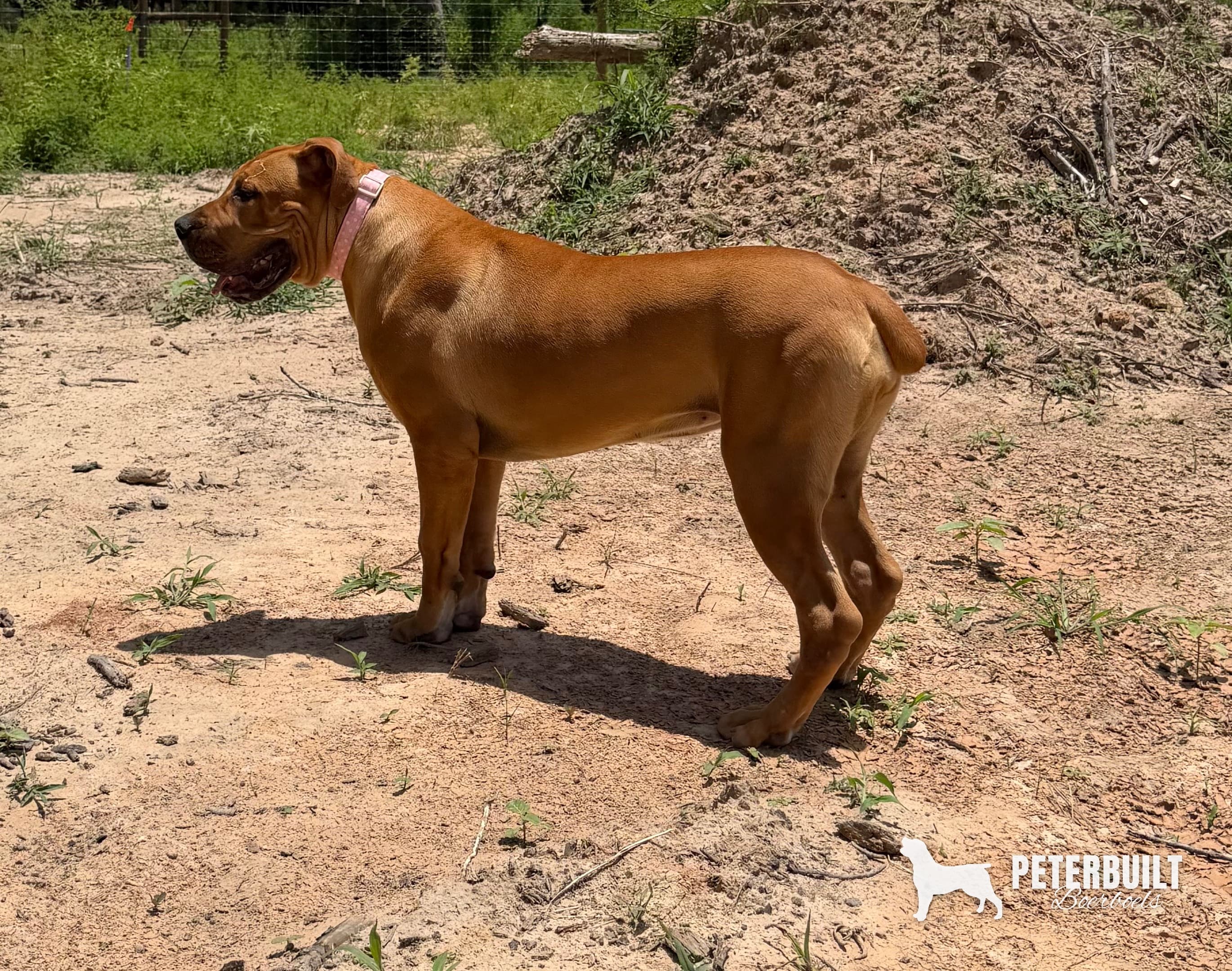 Peterbuilt Sadie - female Reddish fawn South African Boerboel for sale at Peterbuilt Boerboel