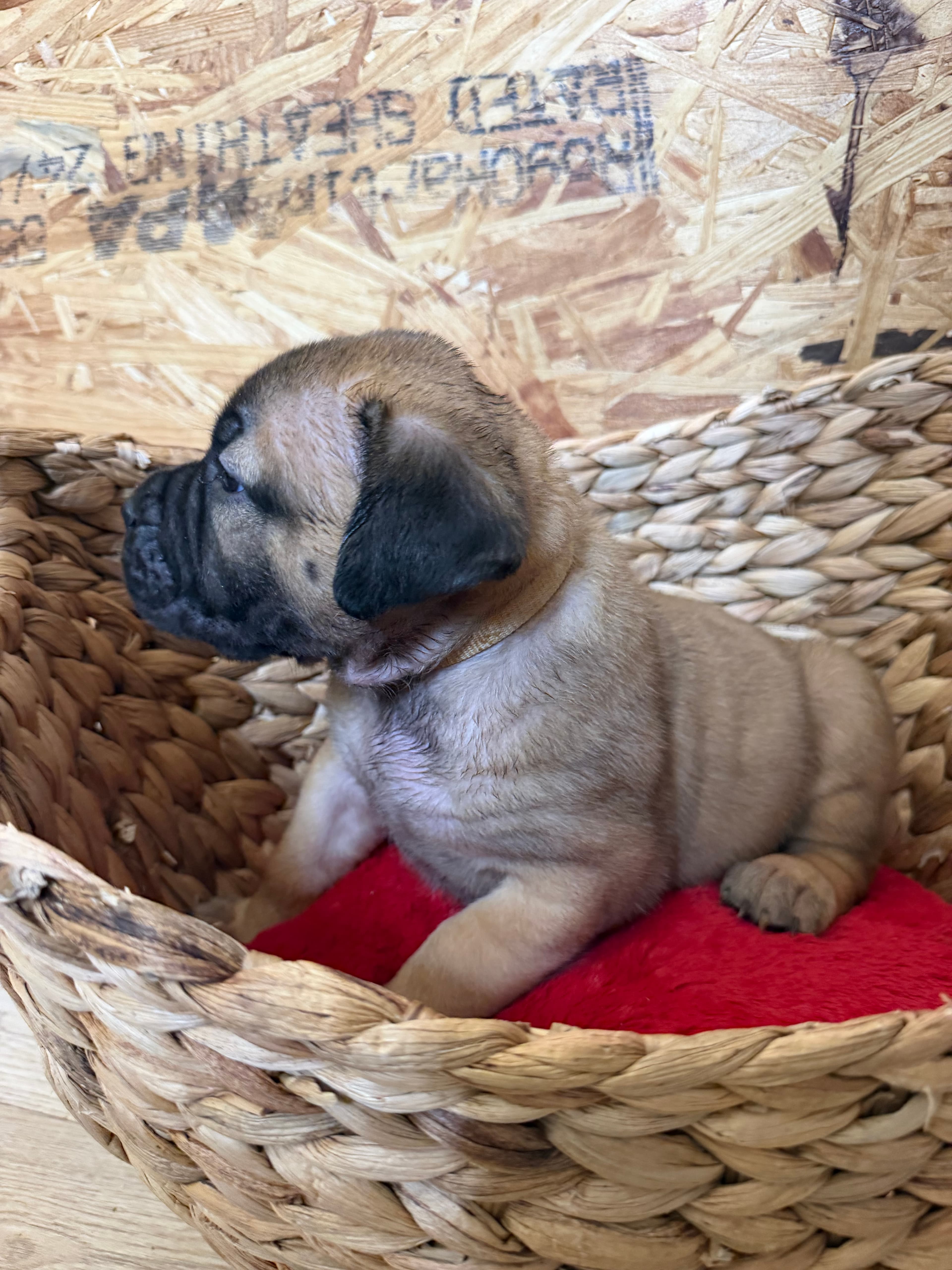 Tan Collar - female South African Boerboel puppy at Peterbuilt Boerboel
