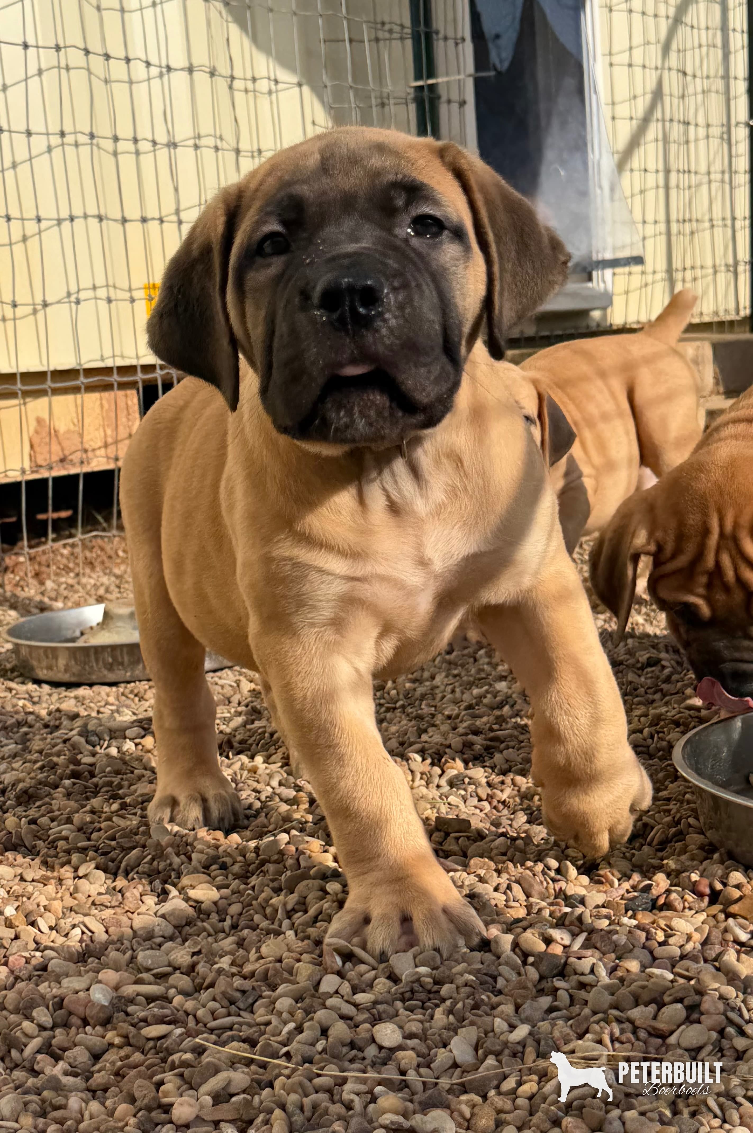 Tan Collar - female South African Boerboel puppy for sale at Peterbuilt Boerboel