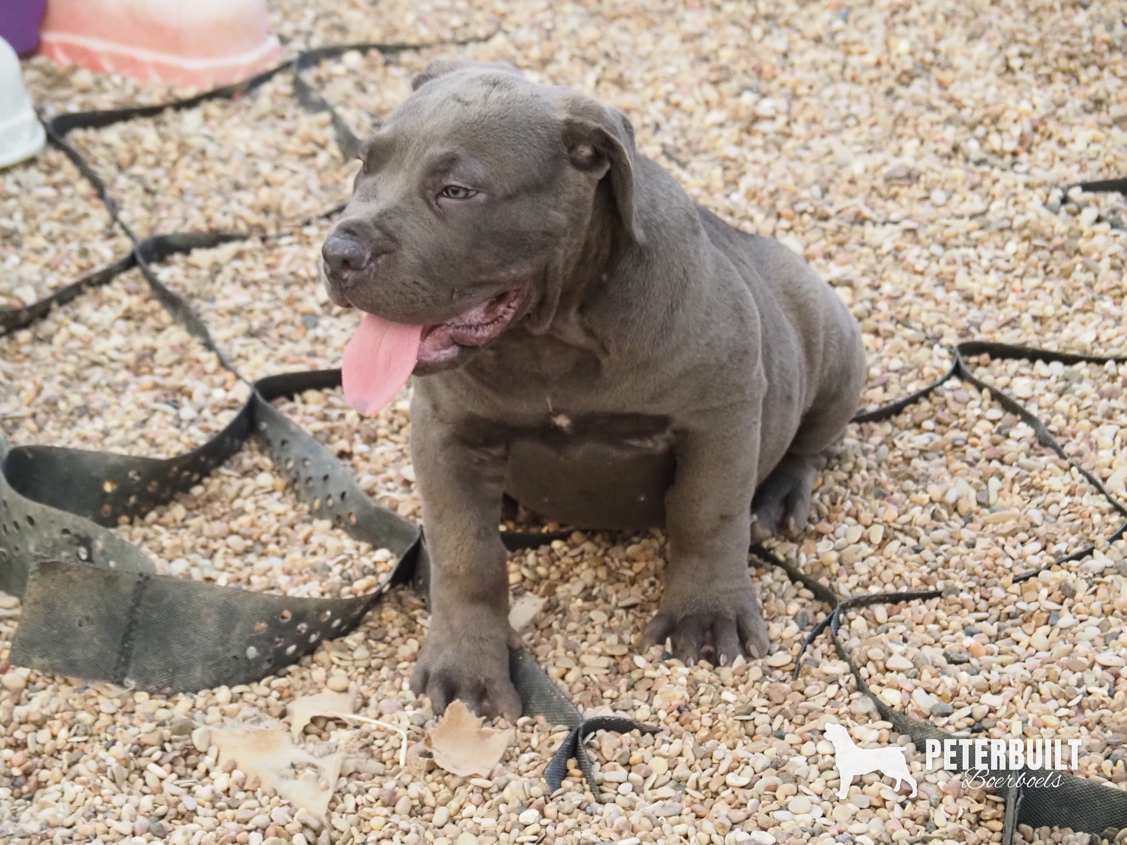 Pink "Doris" - female Blue South African Boerboel puppy for sale at Peterbuilt Boerboel