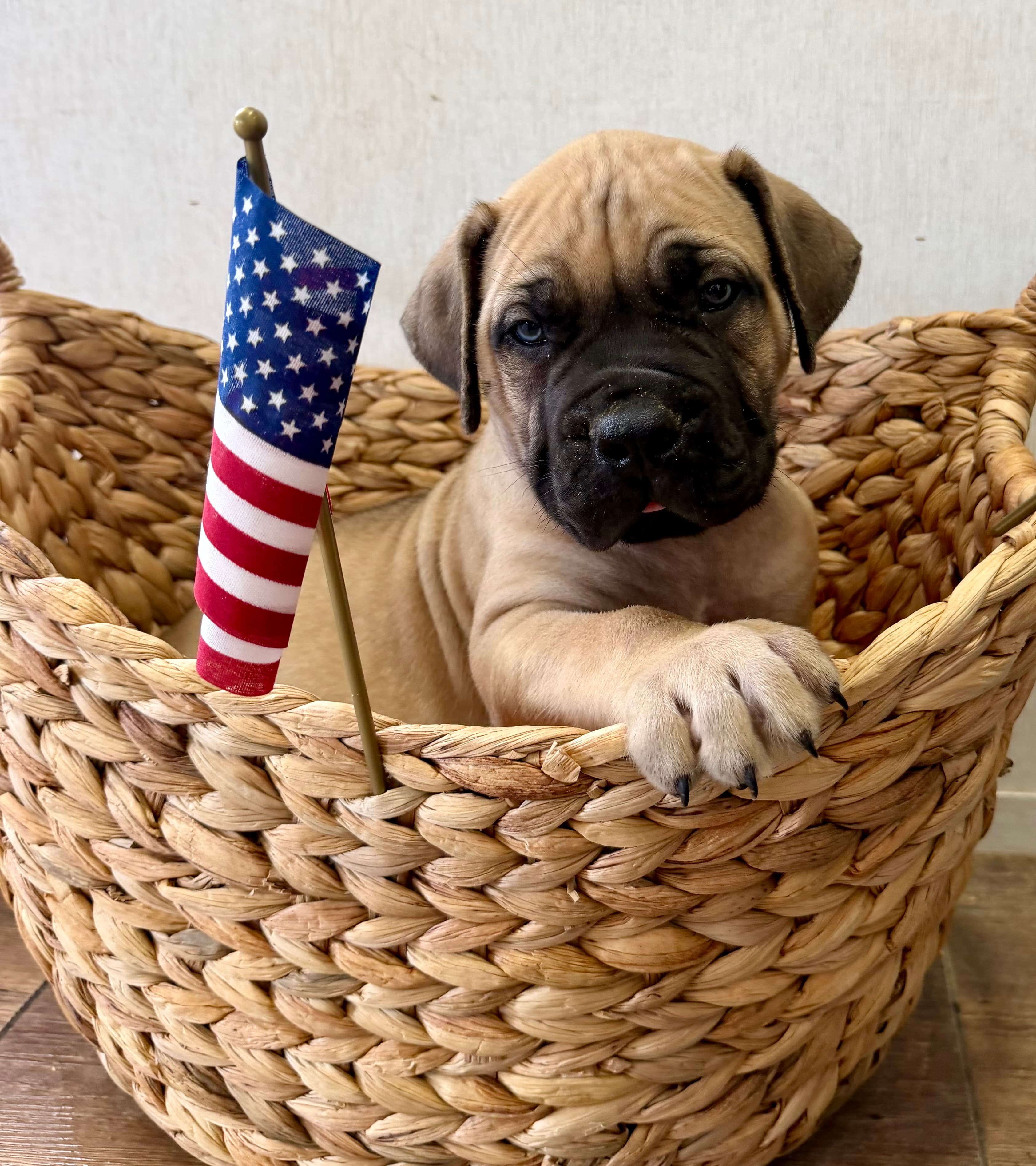Green Collar - male South African Boerboel puppy for sale at Peterbuilt Boerboel