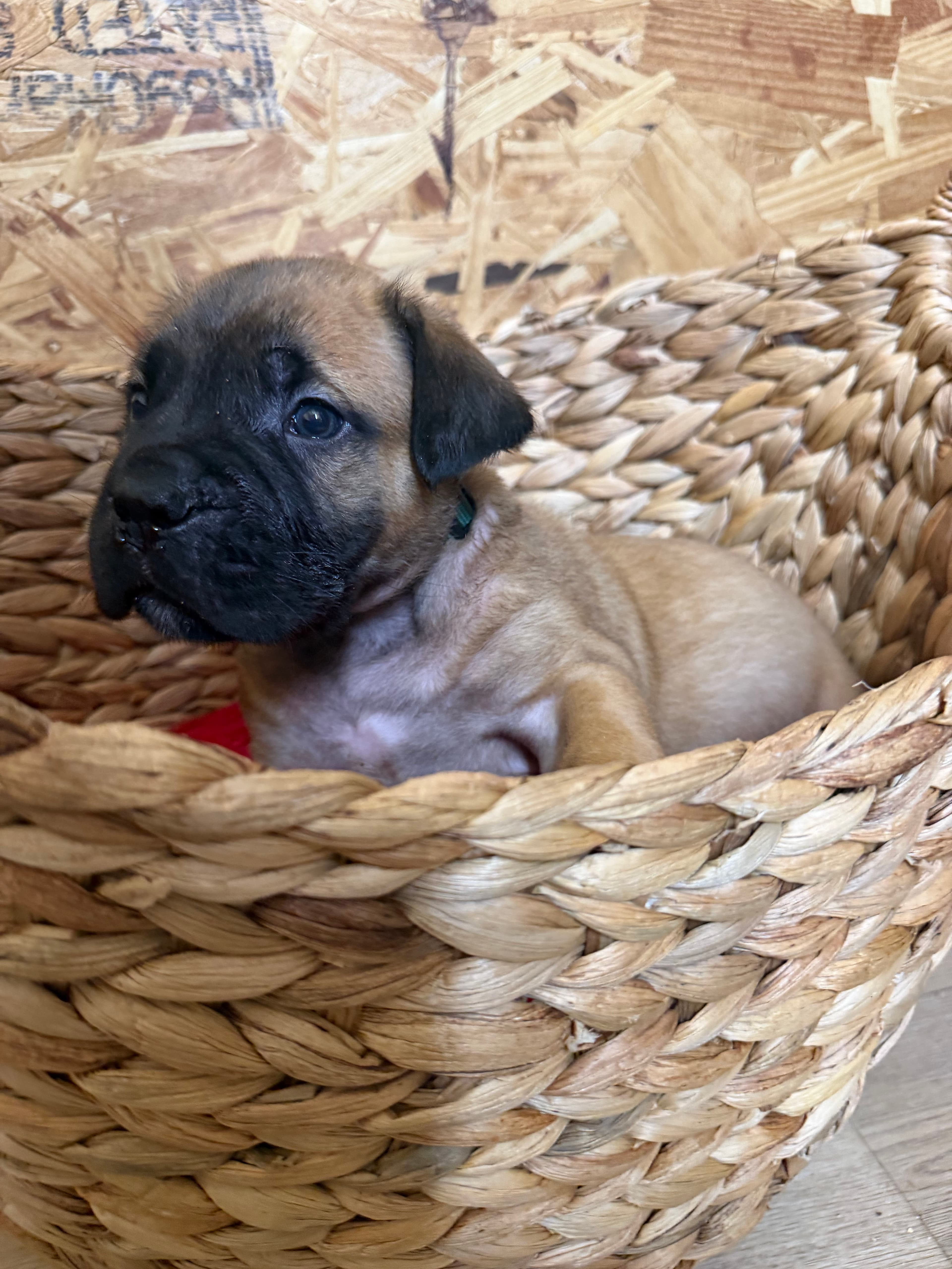 Green Collar - male South African Boerboel puppy at Peterbuilt Boerboel