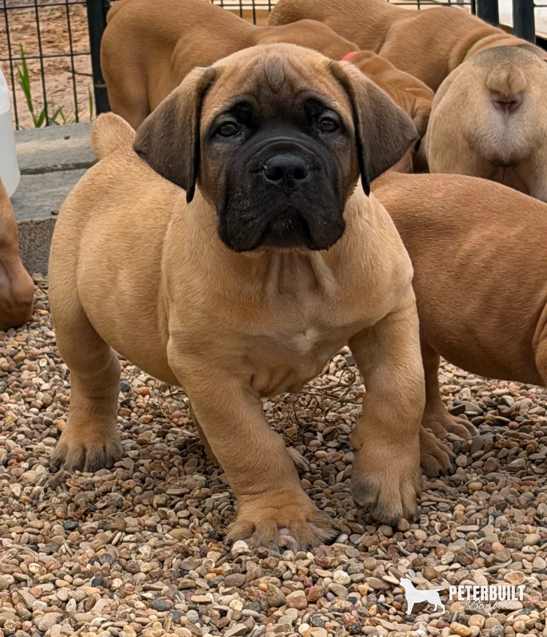 Green Collar - male South African Boerboel puppy at Peterbuilt Boerboel