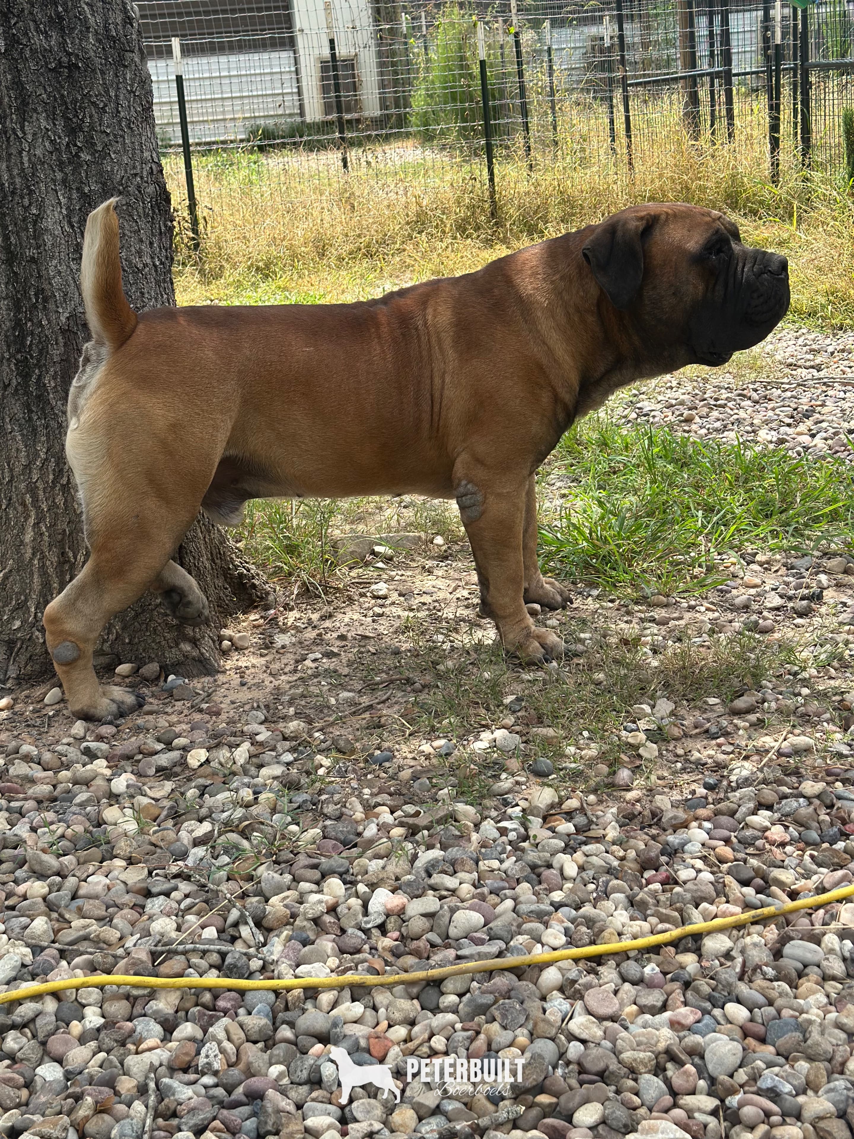 Black Iron Amari - male Brown South African Boerboel for sale at Peterbuilt Boerboel