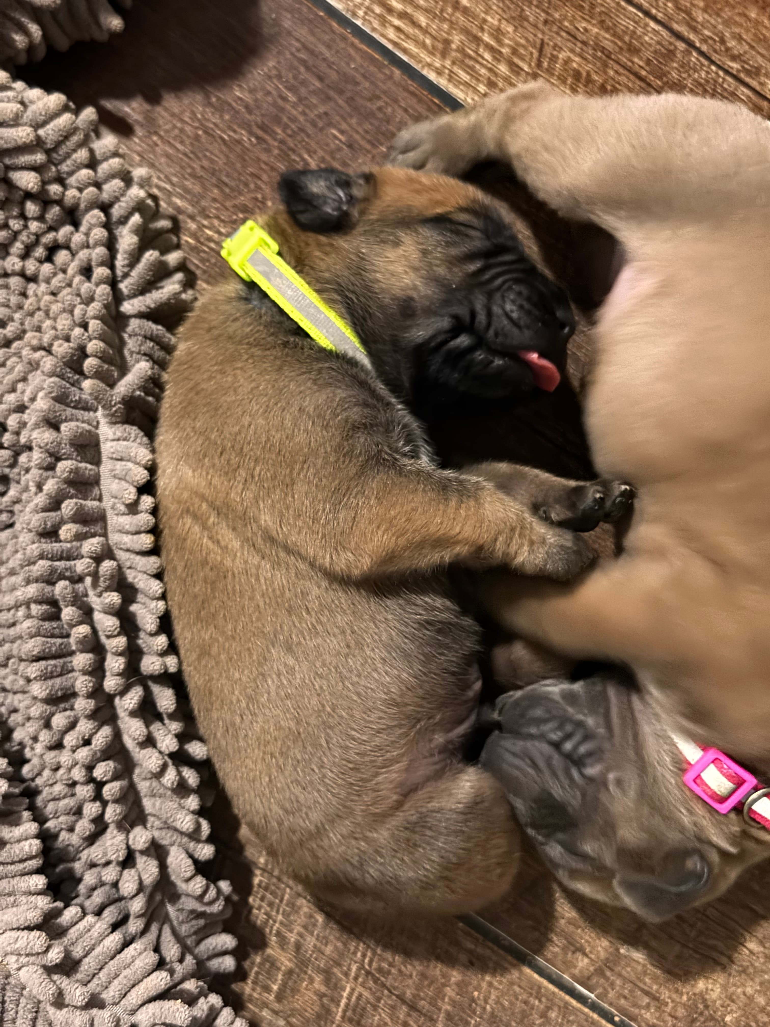 Neon Yellow Collar